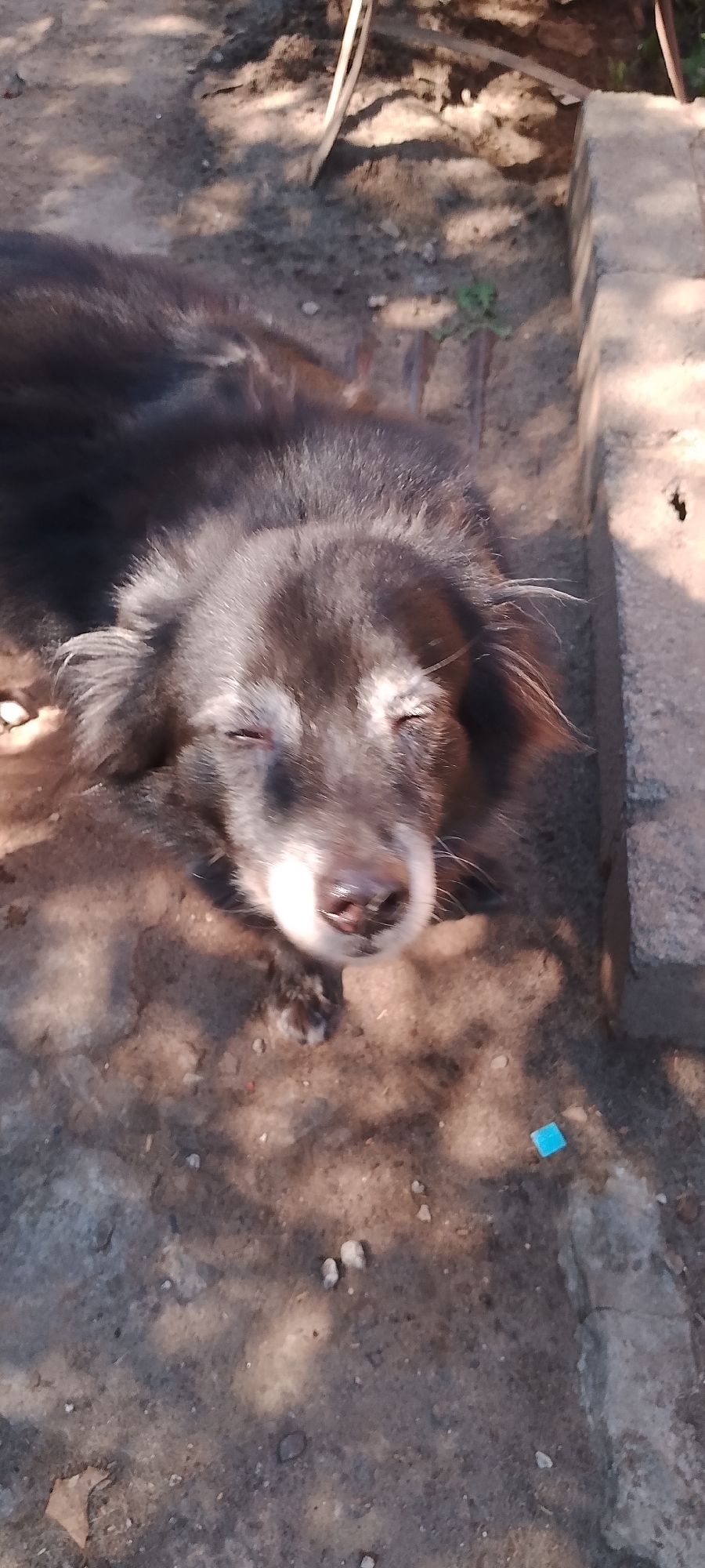 A dark-colored dog is lying down on the ground, with its eyes closed. The dog has long fur and appears to be sleeping or resting. The ground is made of dirt and small stones. There are some shadows cast on the ground, suggesting it is outdoors. A concrete block is visible to the right of the dog. A small blue object is on the ground near the concrete block. The image was taken in Belgorod, Russia.