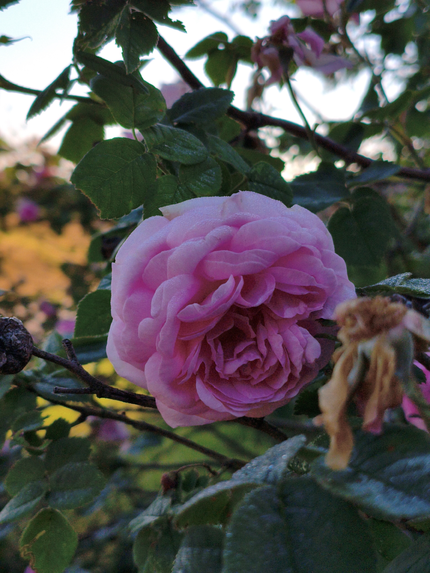 A close-up, vertical shot features a fully bloomed pink rose. The rose is in the center of the frame and has many layers of petals. Dewdrops are visible on the petals. The rose is surrounded by green leaves and branches. In the background, a blurred orange and yellow area suggests foliage and possibly a building. The image is taken from a low angle, looking up at the rose. The sky is visible at the top, appearing bright and possibly overcast. The overall lighting suggests it is either early morning or late evening. The scene is set in Ustyvytsia, Ukraine.