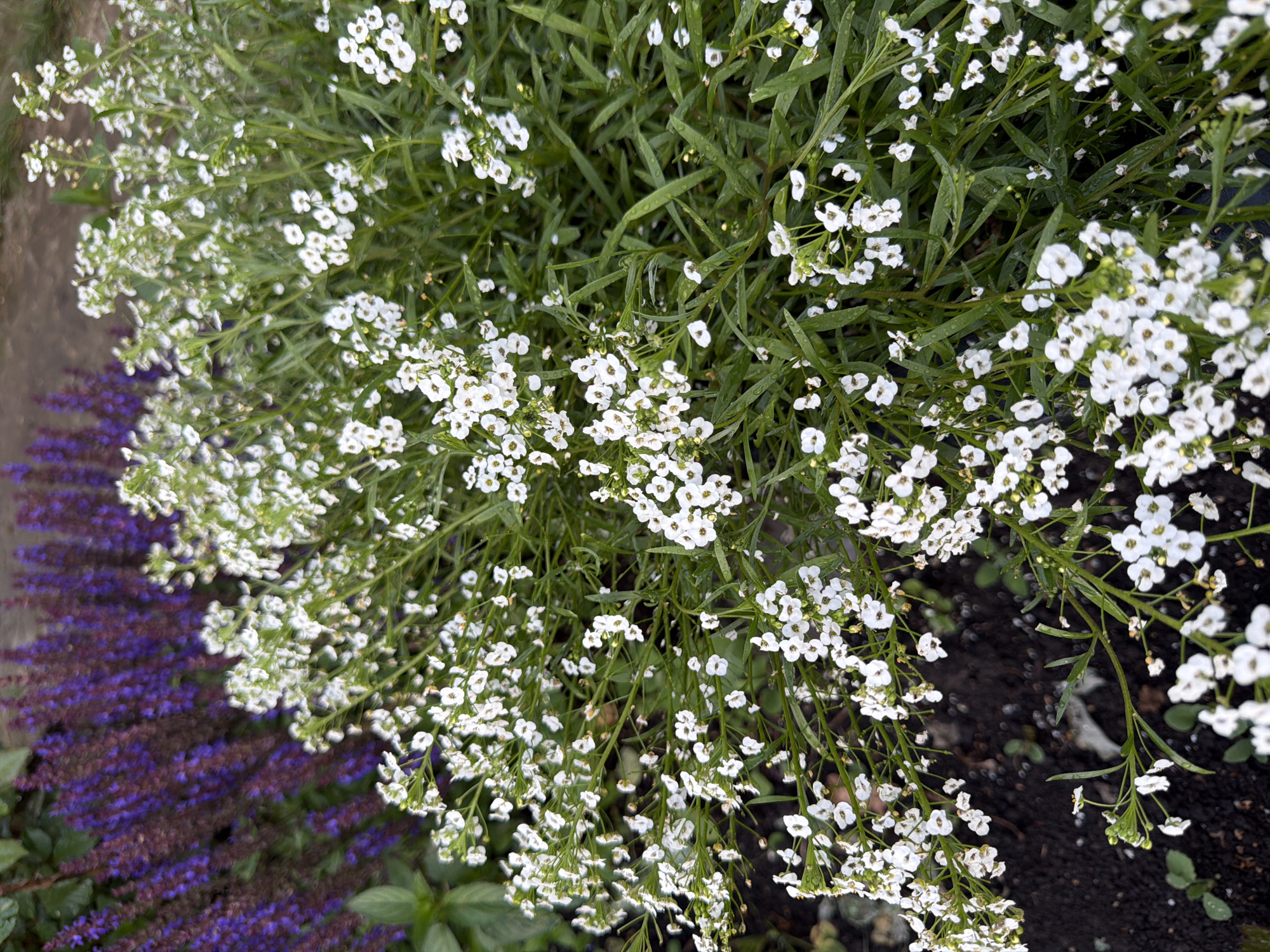 The media file is a close-up, top-down shot of a garden bed. The primary subjects are abundant clusters of small white flowers with delicate green foliage. These white flowers appear to be a low-growing ground cover, possibly sweet alyssum, with many individual blooms forming a cloud-like effect. Some of the leaves appear to be wet, suggesting recent rain or dew.
In the background, to the left and slightly out of focus, is a distinct row of deep purple flowers with a spiky, elongated bloom structure, likely a variety of salvia or lavender. The contrast between the white and purple flowers is striking. The soil is visible in patches, appearing dark and rich. The overall impression is one of a lush and vibrant garden.
The lighting suggests it is daytime, and the dew on the leaves hints at it being either early morning or after a rain shower. There are no people or objects other than the plants and soil visible. No text is present in the image. The location context is Sukhodol, Russia, which implies a temperate climate where such garden flora would thrive. The scene evokes a sense of natural beauty and tranquility.
