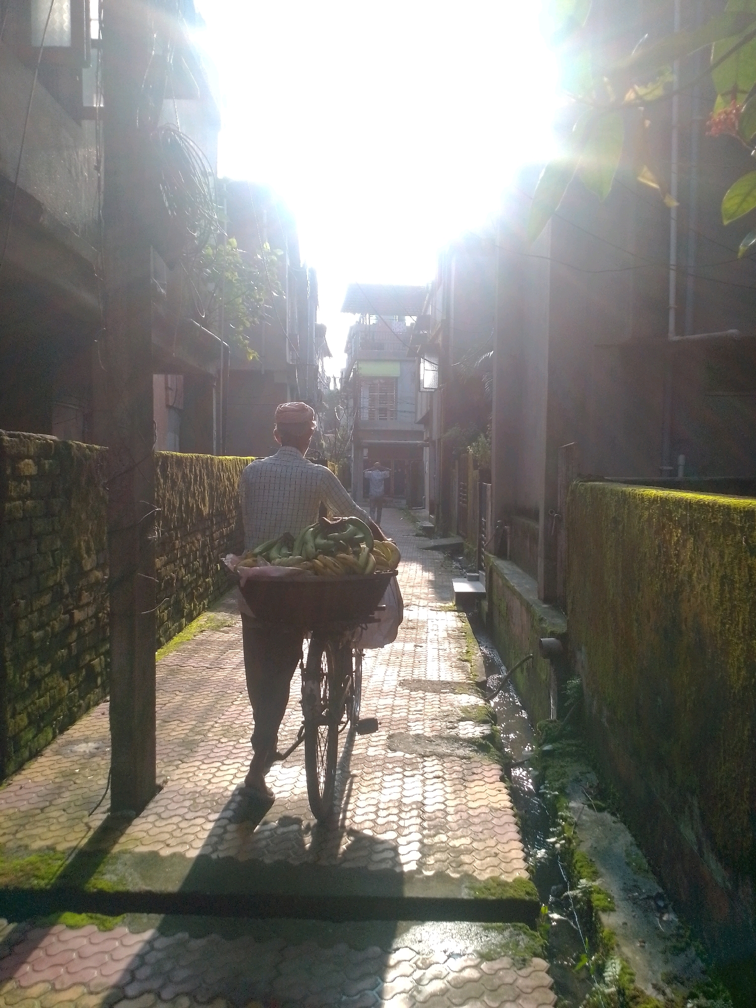 A man wearing a checked shirt and a red cap rides a bicycle laden with bananas down a narrow, sun-drenched alleyway in Siliguri, India. The alley is lined with moss-covered brick walls and buildings, with overhead electrical wires and greenery visible. The ground is paved with patterned tiles that reflect the bright sunlight, creating a dappled effect. A small channel of water runs alongside the pathway. The scene captures a moment of daily life in a city, with the man appearing to be a vendor on his route.