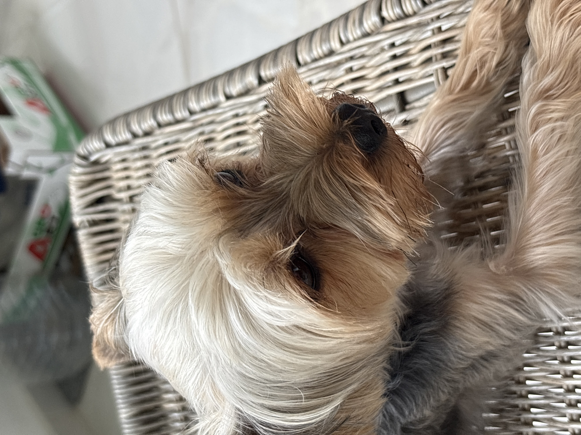A close-up shot focuses on the head and forequarters of a Yorkshire Terrier resting on a woven wicker surface. The dog's fur is a mix of light tan, gray, and white. Its eyes are dark and slightly droopy, and its black nose is visible. The background is blurred, showing some greenery and a white surface. The image does not provide any specific clues to its location in Plovdiv, Bulgaria.