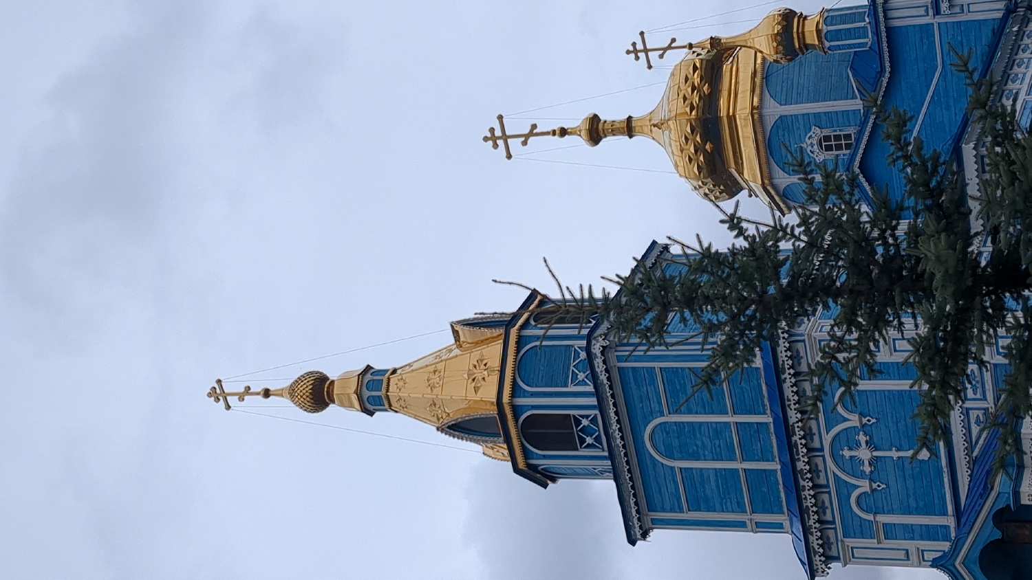 The image displays a close-up, low-angle view of an Eastern Orthodox church against an overcast sky. Two prominent golden, onion-shaped domes with Orthodox crosses atop their spires are central to the composition. The church structures below the domes are painted a vibrant blue, featuring intricate white wooden trim and decorative patterns, including arched windows. The construction appears to be wooden with visible paneling. The dome on the left is taller and more slender, while the one on the right is broader. Dark green fir or spruce branches are visible in the foreground, partially obscuring the lower right portion of the church. The sky is a uniform, light grey, suggesting an overcast day. No people or specific activities are taking place. The architectural style, particularly the onion domes and Orthodox crosses, points to a religious building, consistent with the location context of Ulyanovsk, Russia. There is no visible text.