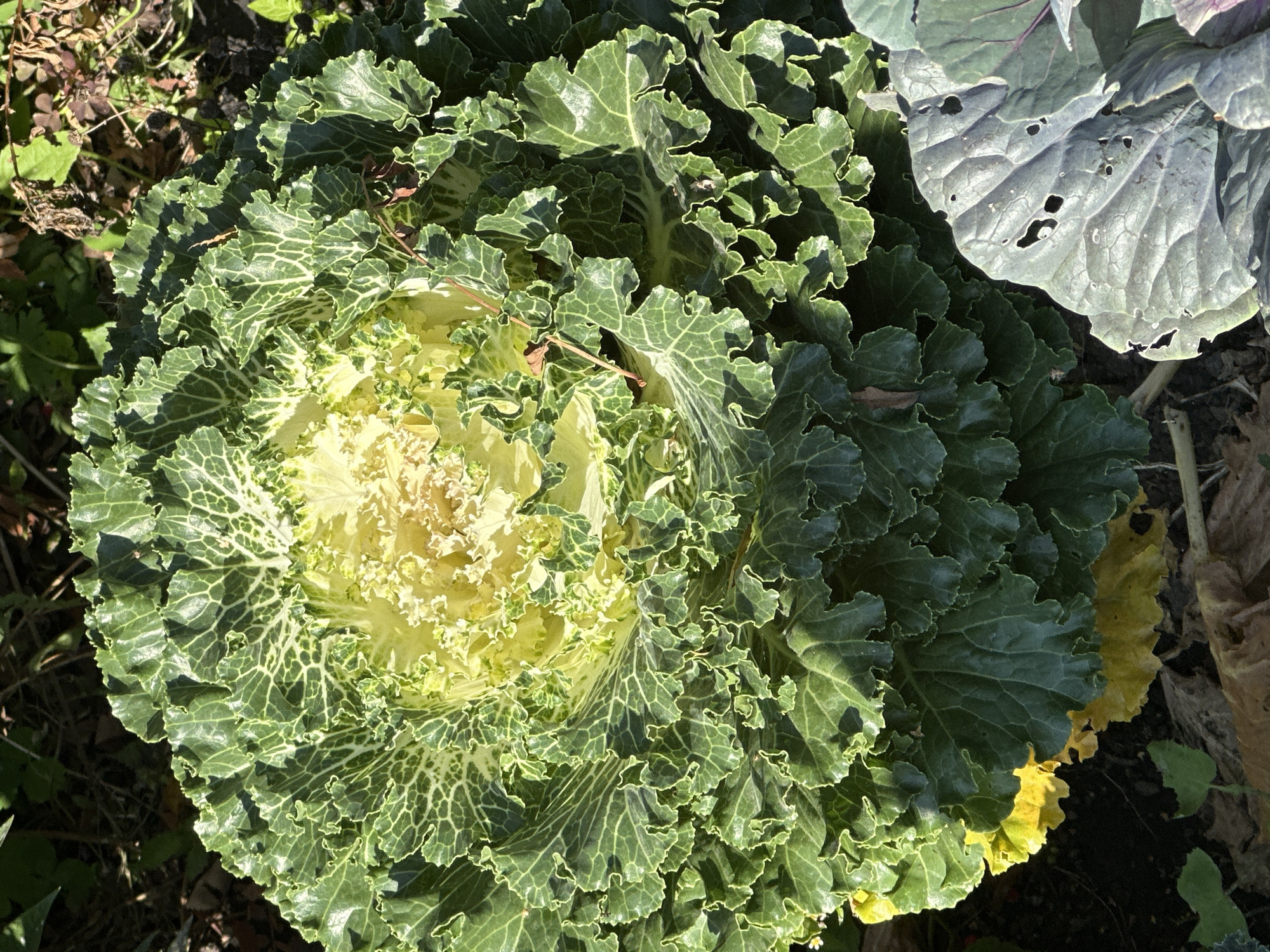 A top-down, close-up shot captures a large ornamental kale plant with ruffled leaves in a garden setting. The kale's center is a vibrant yellow, fading to pale green, and then to a dark green on the outer leaves. The leaves are heavily textured with prominent veins and wavy edges. In the lower right of the frame, a portion of another large, dark green leaf with noticeable holes is visible, appearing to be a different plant. The background is a blur of dark soil and some out-of-focus greenery, suggesting a natural outdoor environment. Sunlight illuminates the scene, casting shadows on some of the leaves.