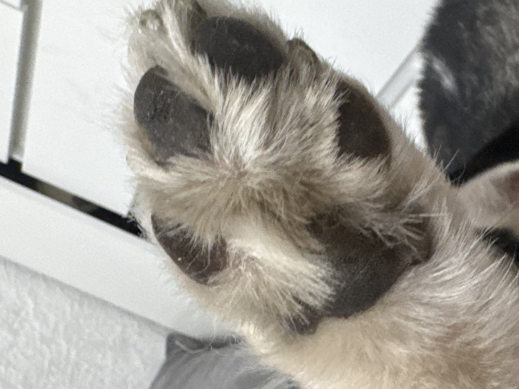 A close-up image focuses on a dog's paw. The paw features distinct black paw pads contrasted with white and grey fur. A blurred portion of the dog's body is visible in the background. Part of a white surface and a black object are also visible. The location in the city is unknown.