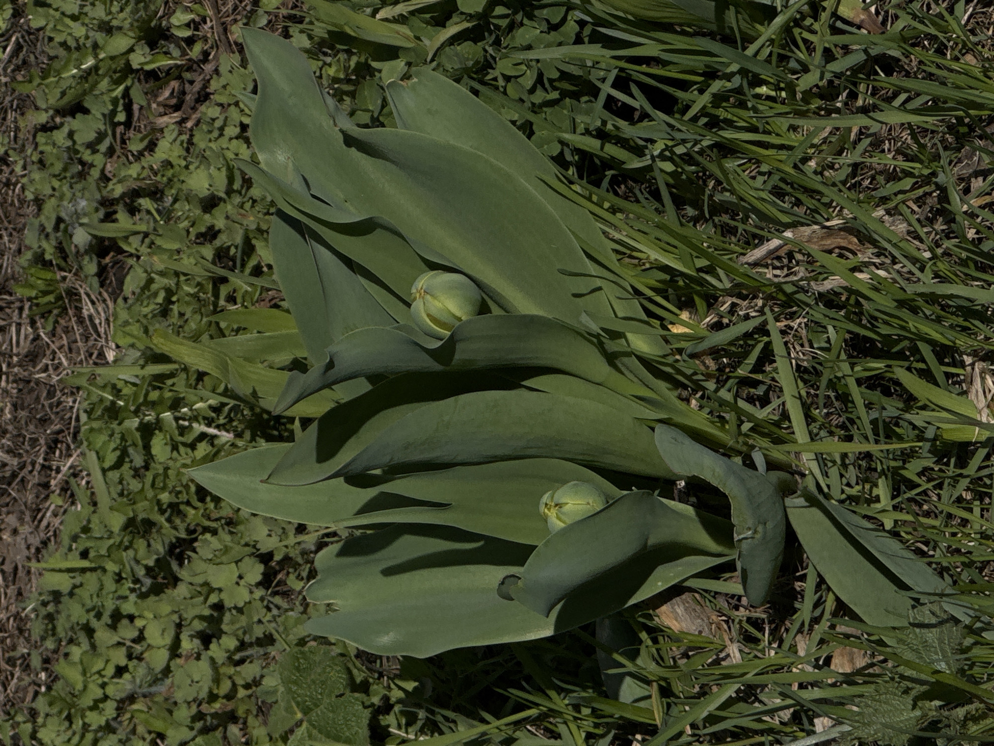 The image depicts two tulip buds nestled among green leaves, surrounded by grass and other low-lying vegetation. The scene appears to be outdoors. The image is tagged with "city of Chaikovsky, Russia."