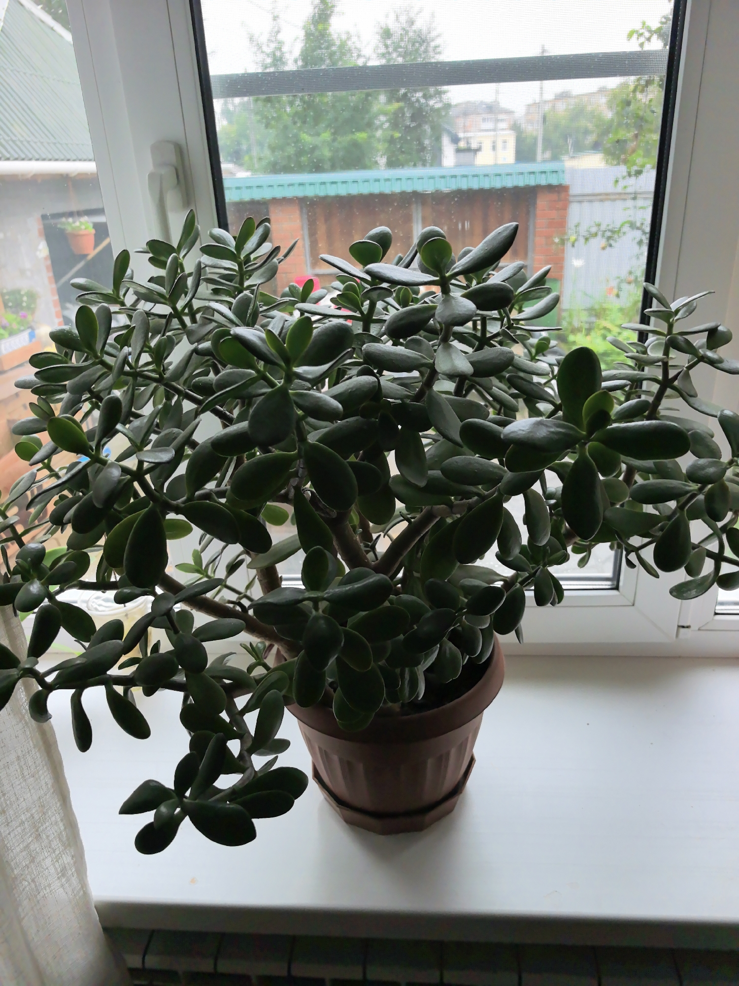 A lush jade plant in a brown plastic pot sits on a white windowsill. Through the window, a hazy view of houses, fences, and trees suggests an outdoor environment. The sky appears overcast. The scene is indoors, with a curtain visible on the left side of the image. The plant is the dominant subject, with its thick, green, succulent leaves filling most of the frame. The image appears to be taken during daylight hours. The location is confirmed as Verkhnyaya Pyshma, Russia based on metadata.