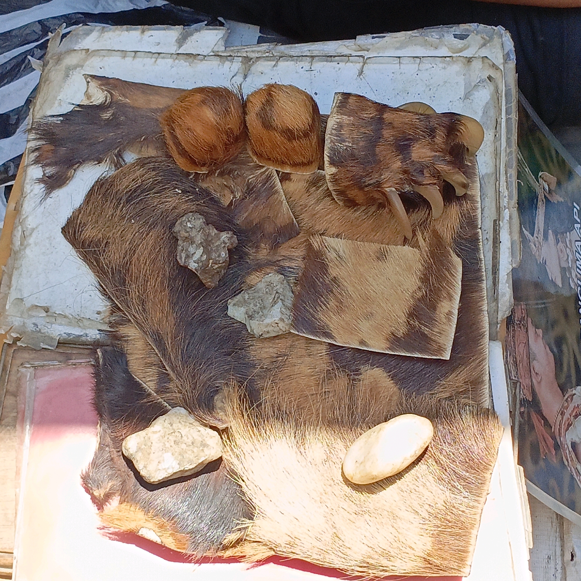 The image displays a collection of animal fur pieces, stones, and claws laid out on what appears to be paper or a book. The fur pieces exhibit brown and black striped patterns, with some lighter brown circular pieces. Several rough, gray stones are scattered among the fur. A set of sharp, curved claws is prominently visible, attached to a piece of striped fur. The arrangement suggests it might be an exhibit, a collection for study, or perhaps part of a cultural or ritualistic display. The background is out of focus but hints at a cluttered surface with what looks like a torn piece of a publication featuring a human figure on the right side. The lighting suggests an outdoor or well-lit indoor environment. The context provided suggests this scene is located in Ambarawa, Indonesia, potentially in a market, a shop selling traditional items, or a private collection.