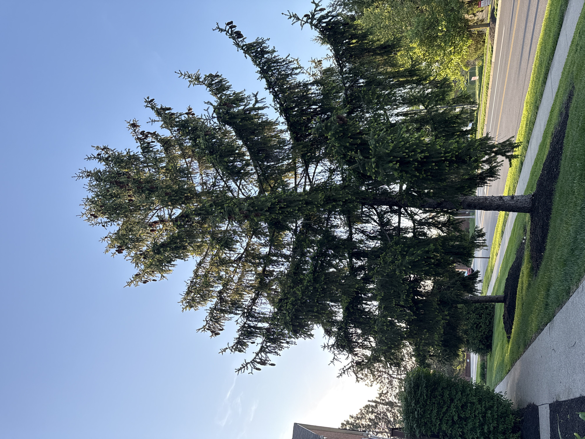 A vibrant outdoor scene captures a large, dense conifer tree, likely a spruce or fir, dominating the left side of the frame. The tree is abundant with green needles and numerous cones, some mature and brown, others appearing as smaller, greenish new growth. Its sturdy trunk rises from a mulched bed, adjacent to a well-maintained green lawn.
Parallel to the lawn runs a grey concrete sidewalk, beyond which lies an asphalt road. The road features a visible double yellow line, suggesting two-way traffic. Lush green grass borders the road and sidewalk, brightly illuminated by direct sunlight. In the background, other trees and bushes line the street, creating a verdant backdrop. The sky above is a clear, bright blue, with only a faint, wispy cloud streak visible towards the lower right.
The lighting indicates either morning or late afternoon, with the sun low in the sky, casting bright highlights on the foliage, grass, and road, and creating a soft glare in the lower right portion of the image. The setting suggests a well-kept suburban or residential area in Columbus, United States of America. No discernible text is visible on any objects or signs.