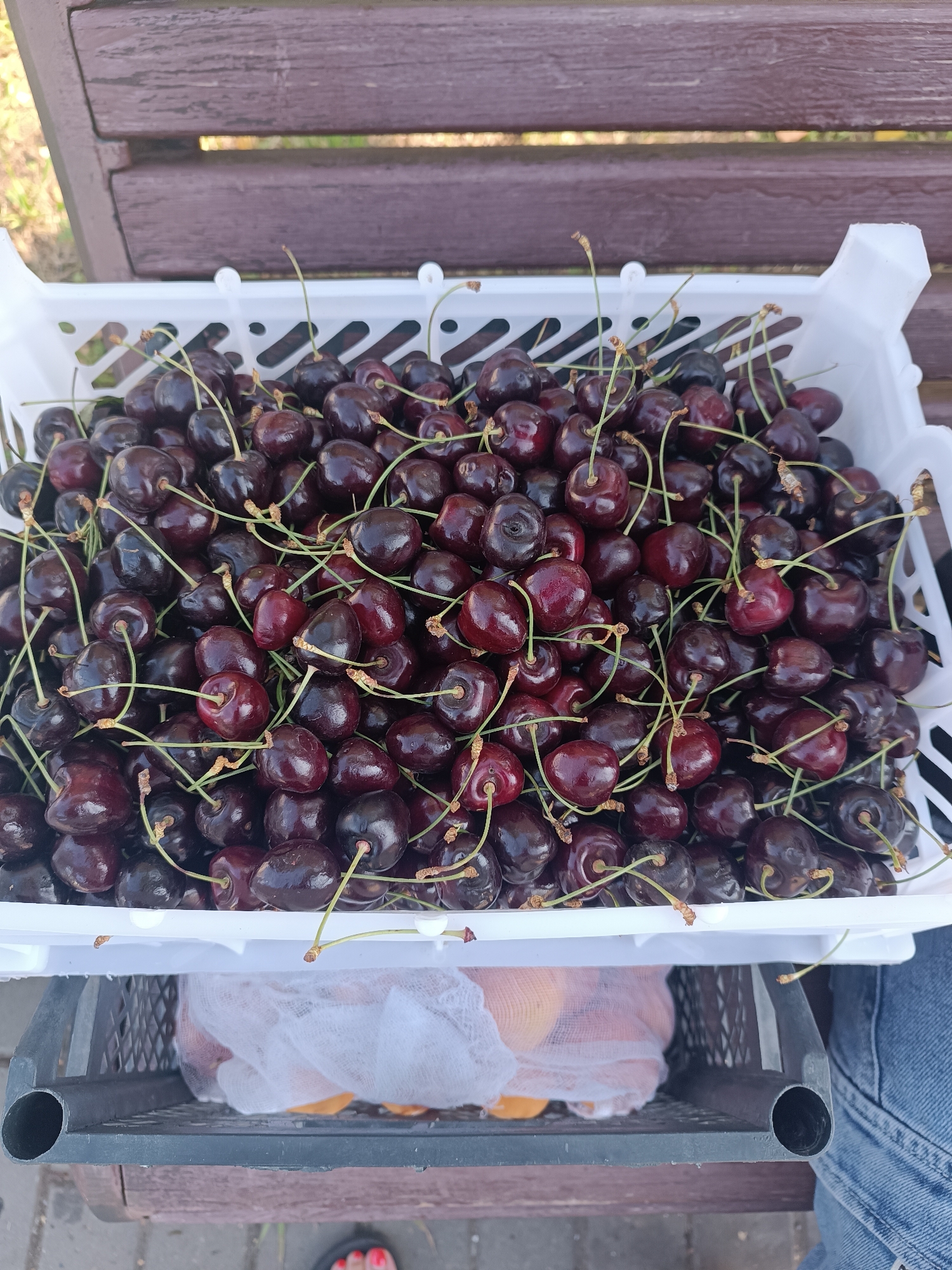 A close-up, overhead shot shows a white plastic crate overflowing with dark red cherries. The cherries are plump and glossy, with thin green stems attached. Some stems are longer and more prominent, creating a natural crisscross pattern over the fruit. The crate itself has a slotted design, and its edges are visible at the top and sides of the frame. Below the crate, a darker gray plastic basket is visible, containing a white mesh bag with some orange-colored fruit inside. The background consists of a wooden bench with visible grain and slats, and hints of green grass. The scene appears to be outdoors, possibly a park or a market, given the presence of benches and crates. The lighting suggests it is daytime. There is no identifiable person in the image.