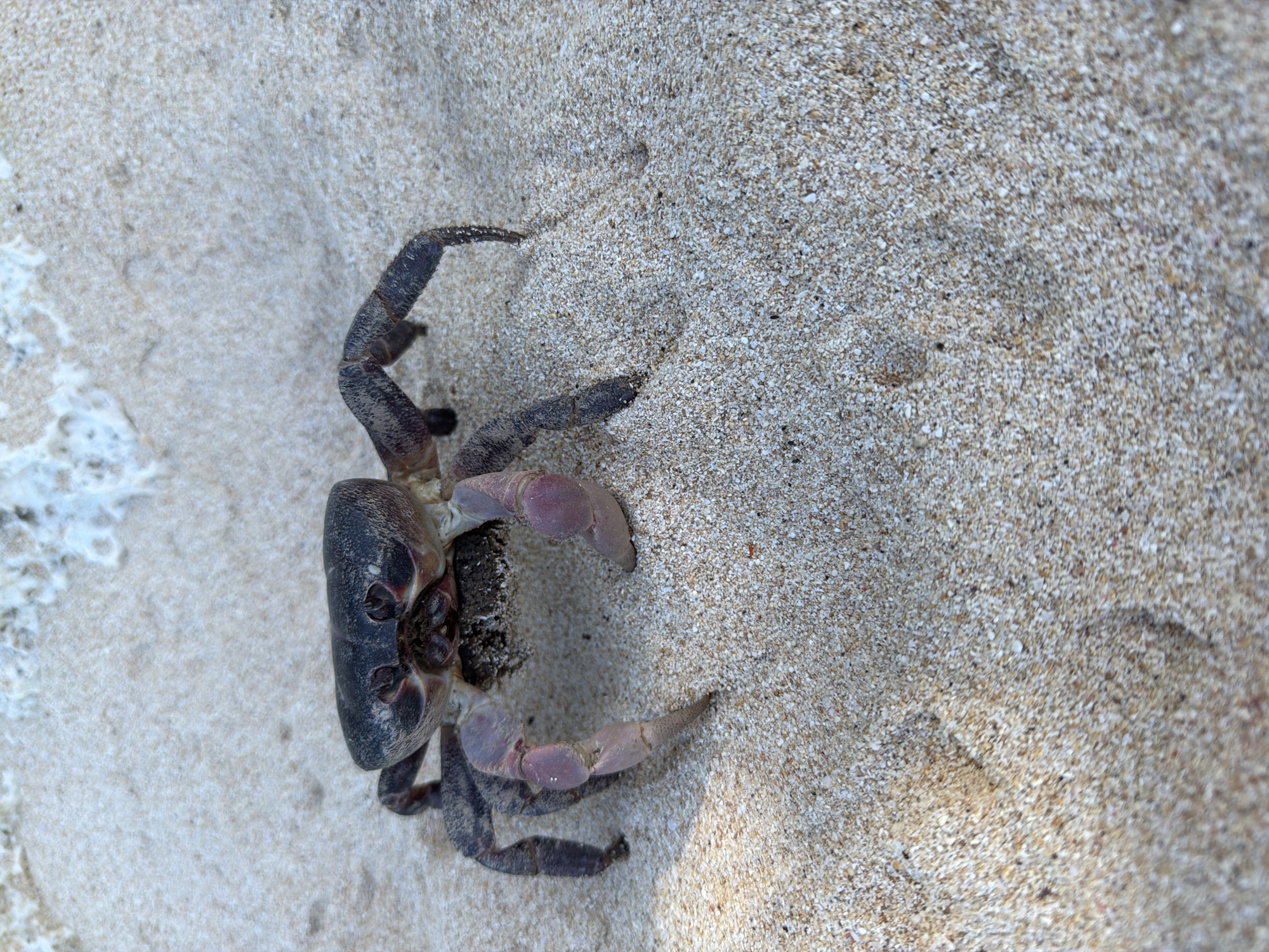 A dark-colored crab is positioned on a sandy beach. The crab's body is a dark gray/blue with lighter purple-pink claws. The beach appears to be composed of fine, light-colored sand. The location is likely somewhere in Ungasan, Indonesia, considering this is part of the prompt.
