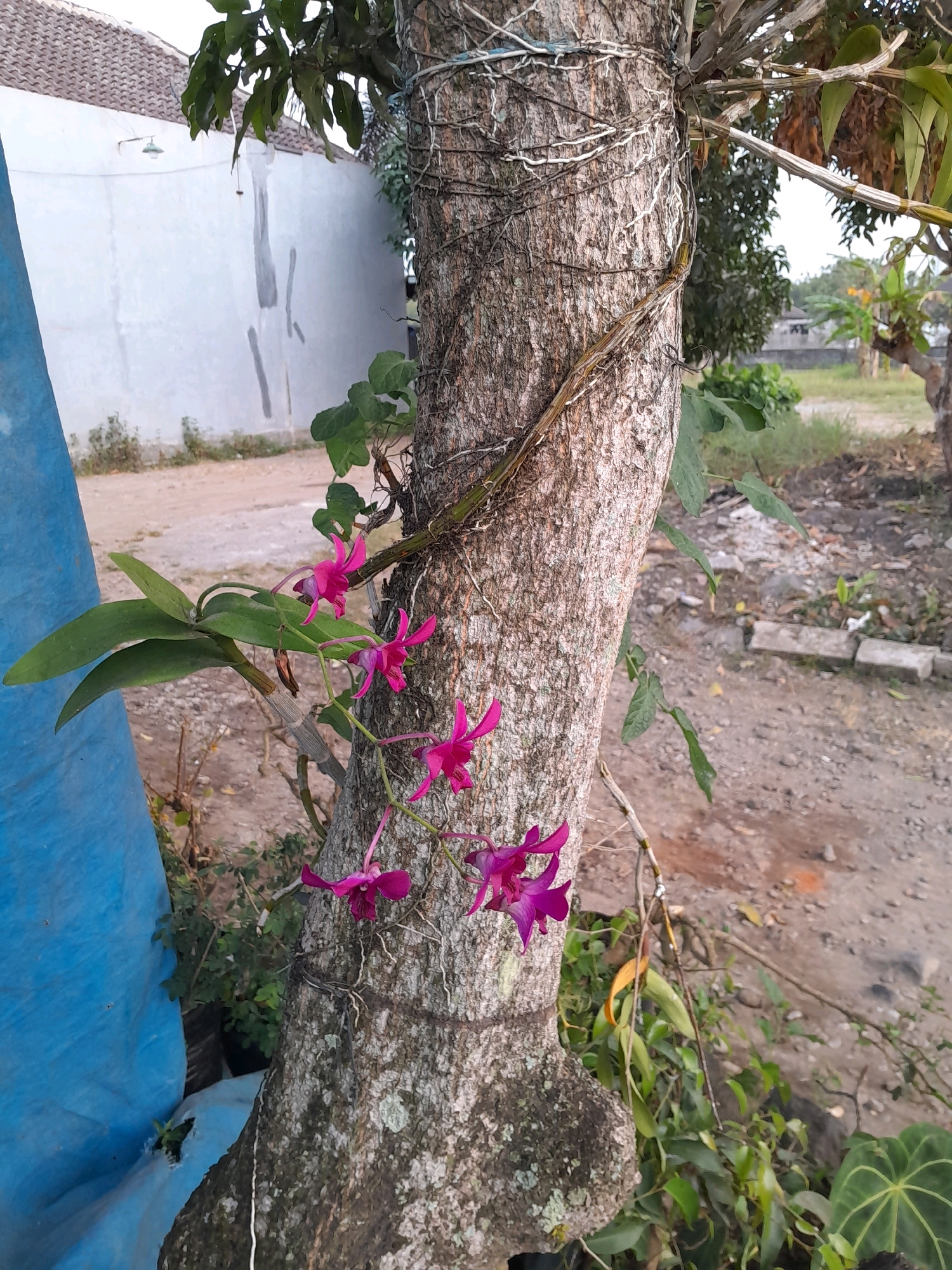 In Glanggang, Indonesia, a tree trunk serves as a vertical support for a cluster of vibrant pink orchids. The tree's bark is rough and textured, with vines and aerial roots clinging to its surface. A large blue tarp is draped to the left of the tree, partially obscuring a white wall and a tiled roof in the background. The ground is covered in dirt and scattered debris. The lighting suggests it is daytime, with natural light illuminating the scene.