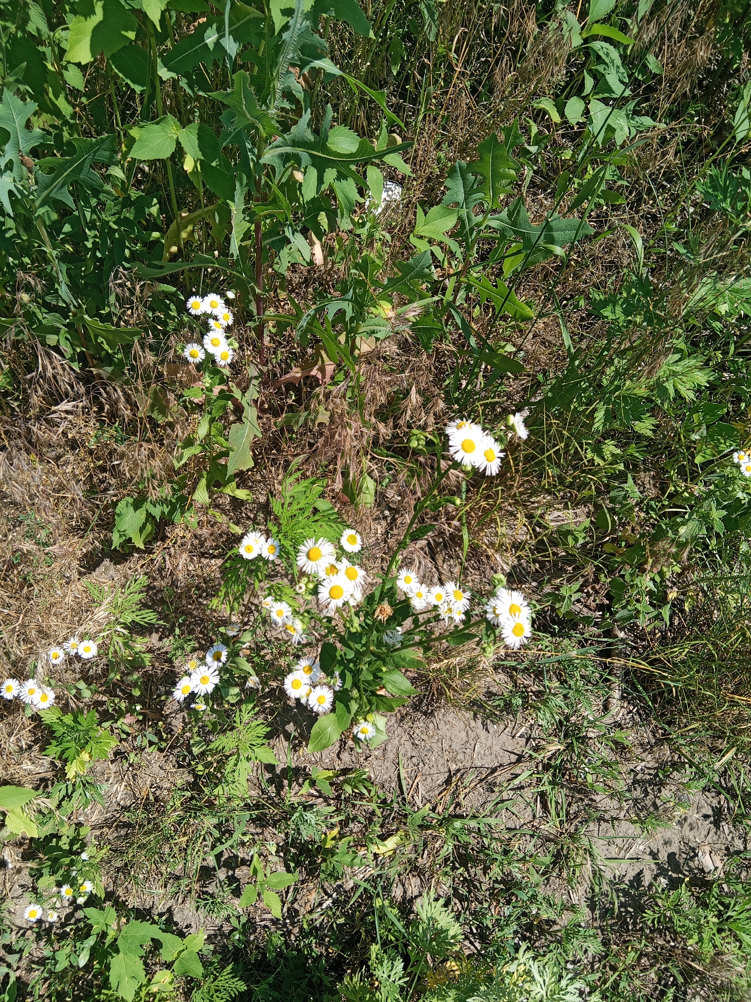 This is a high-angle, full-shot image of a patch of ground with vegetation and daisies in Bohodukhiv, Ukraine. The scene is an outdoor, natural environment with dry brown grass and soil dominant in the foreground and mid-ground. Several small white daisies with yellow centers are scattered throughout the image, with a denser cluster of them towards the bottom center. Lush green foliage, including broad leaves and thin, tall stalks, frames the scene and partially obscures the ground. Some of the green plants appear to be weeds or wild growth. Sunlight casts shadows, indicating a bright, daytime setting. There are no people or man-made objects visible in the image.