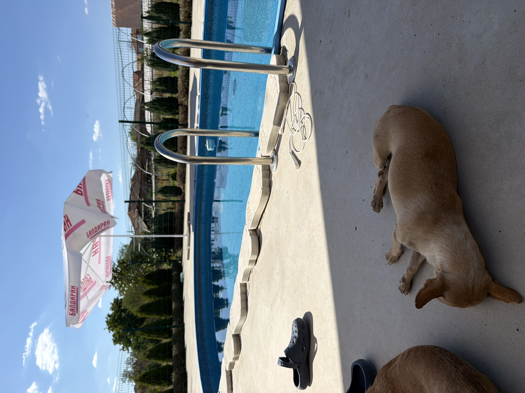 The image depicts a sunny outdoor scene near a swimming pool, likely in Lozen, Bulgaria. In the foreground, a light brown dog is lying on its side, basking in the sun. To the left of the dog, another dog is partially visible, also appearing relaxed. A dark gray Croc shoe is placed on the concrete ground near the pool's edge, with another dark object, possibly a shoe or bag, partially visible in the lower left corner. A white umbrella with pink lettering, possibly a brand name, is open and tilted, providing shade. The swimming pool, filled with clear blue water, is visible in the midground. Stainless steel ladder handles emerge from the pool. A white jump rope is coiled on the concrete beside the pool. In the background, a metal fence encloses the area, beyond which are rows of evergreen trees and residential buildings with red roofs, characteristic of a suburban or semi-rural setting. The sky is a bright blue with scattered white clouds.