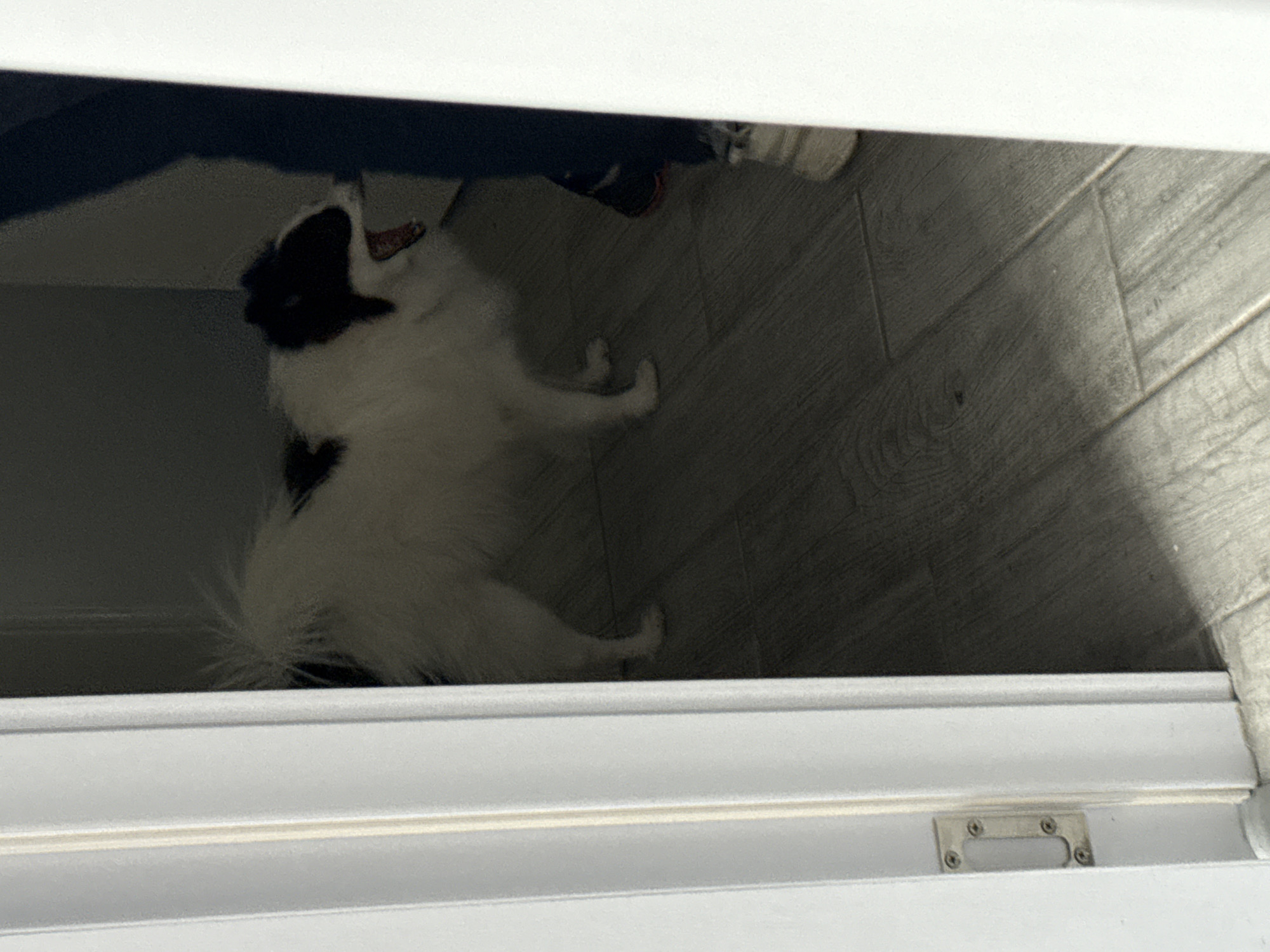 A black and white dog is lying on a wood-like floor behind a white sliding door. The dog has black markings on its head and back. Part of a blue garment and a white shoe are visible in the background. The scene appears to be indoors. The location is not discernible from the image.