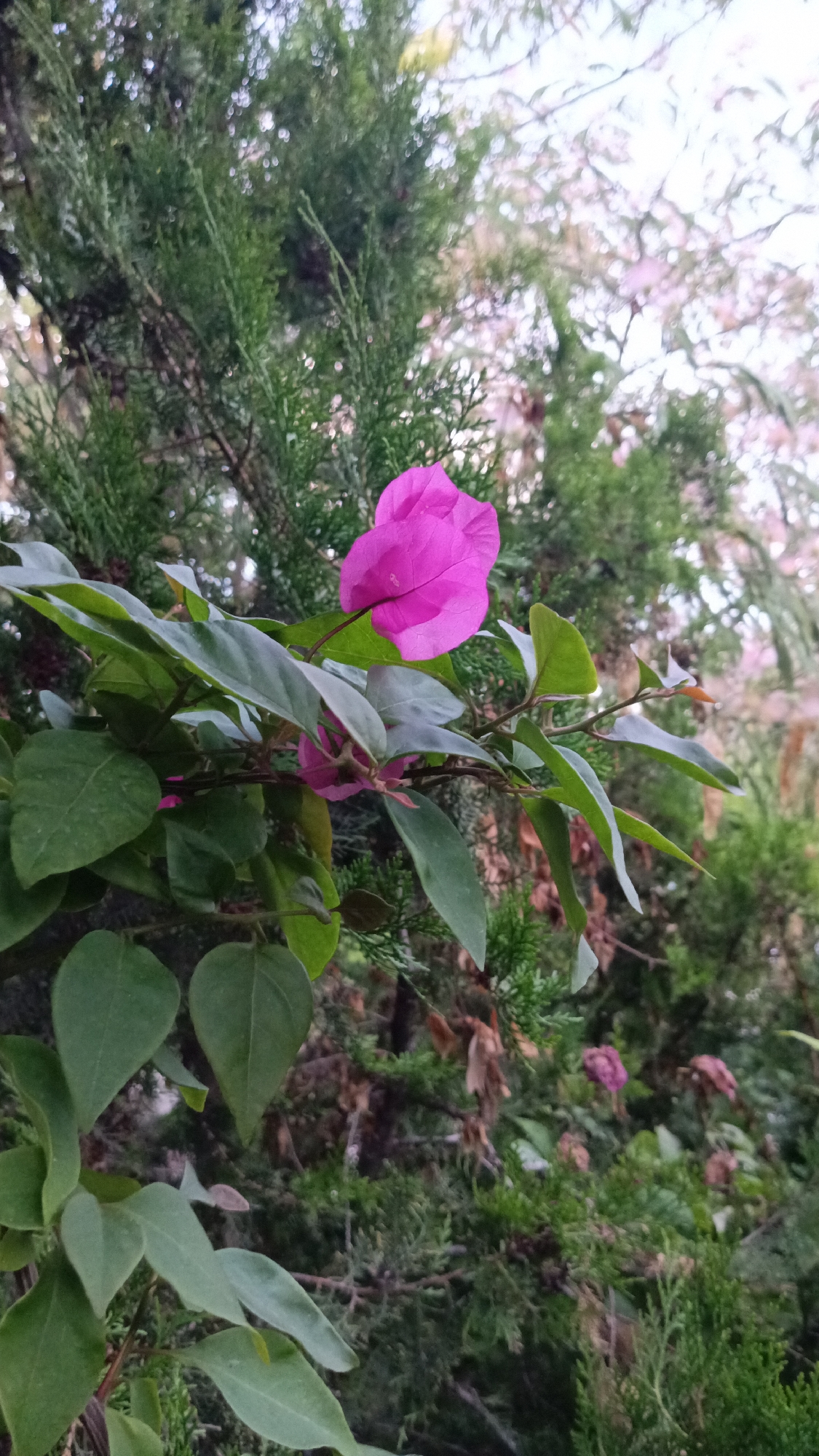 The image shows a close-up of a pink bougainvillea flower in bloom, nestled amongst its green leaves. The flower is vibrant and its petals are delicately folded. The bougainvillea plant is set against a backdrop of dense green foliage, likely from a conifer tree. The lighting suggests it is daytime, possibly late afternoon, with soft natural light illuminating the scene. The background is slightly blurred, drawing attention to the flower. The image captures a natural, serene outdoor setting, typical of a garden or park. No people or specific city landmarks are visible, however, the mention of Ashtarak, Armenia, suggests this is a snapshot of flora found in that region.