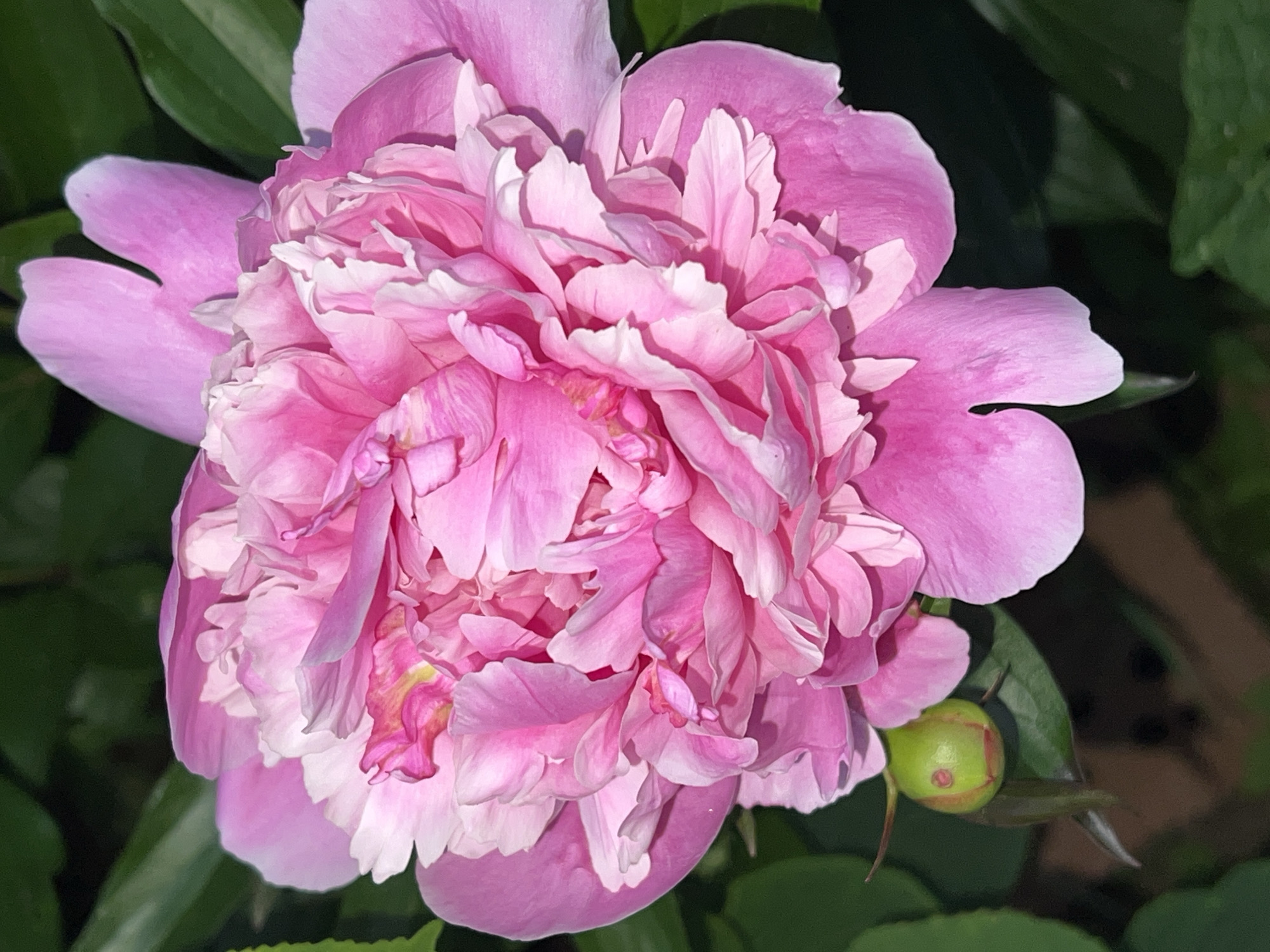 This image is a close-up shot of a vibrant pink peony flower in full bloom, with its layered petals creating a soft, ruffled texture. The flower is positioned centrally, with its delicate, almost translucent petals fading to a lighter pink at their edges. A small, green bud is visible to the lower left of the main bloom, hinting at future blossoms. The background consists of lush, out-of-focus green foliage, suggesting an outdoor garden setting. The lighting appears natural, highlighting the intricate details of the petals and the subtle color variations. The scene is serene and picturesque. This image was captured in the city of Panteleevka, Russia.