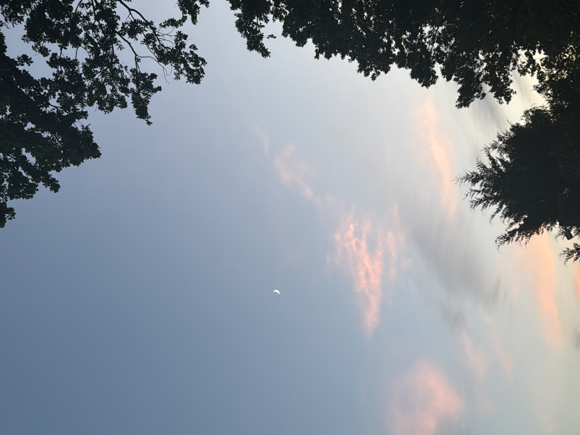 A crescent moon is visible in the pale blue sky, with wisps of pink and gray clouds scattered across it. Silhouetted against the sky are the dark shapes of tree branches and the tops of several evergreen trees. The scene is one of a serene evening sky over an unspecified urban location.