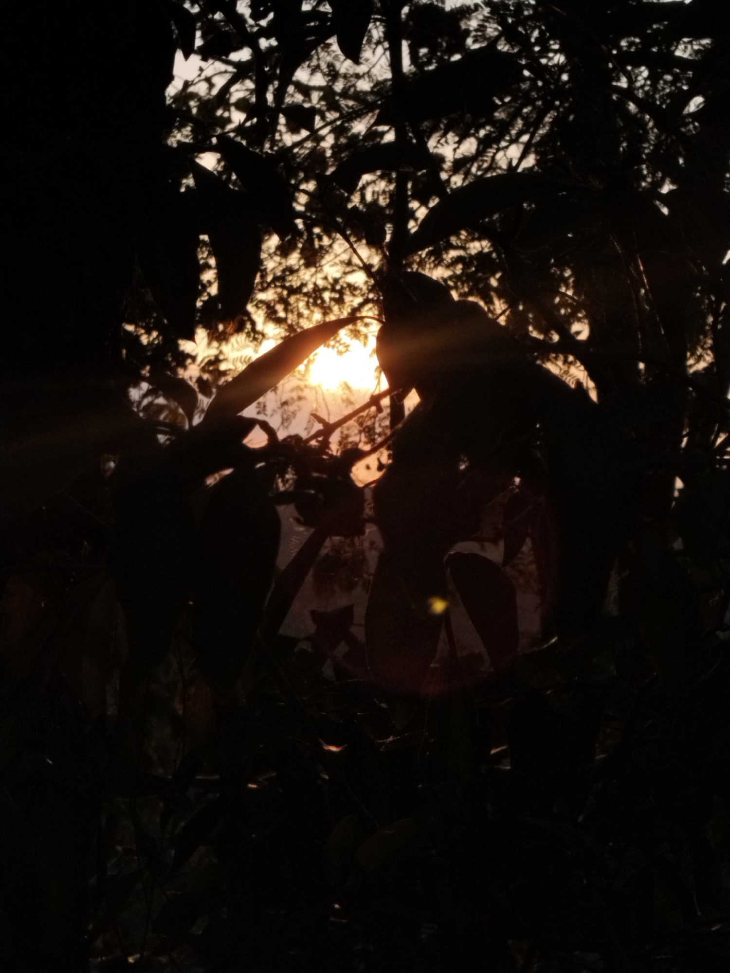 The image shows a backlit view of silhouetted foliage against a bright sky. The sun is visible as a bright orb peeking through the leaves, creating lens flare and casting a warm glow. The leaves and branches are dark silhouettes, obscuring any details of the environment or specific location. There are no visible people or identifiable objects. The scene suggests an outdoor setting, likely a natural environment with trees and dense vegetation, potentially at sunrise or sunset due to the backlighting and warm hues. The overall impression is one of natural beauty and dramatic lighting.