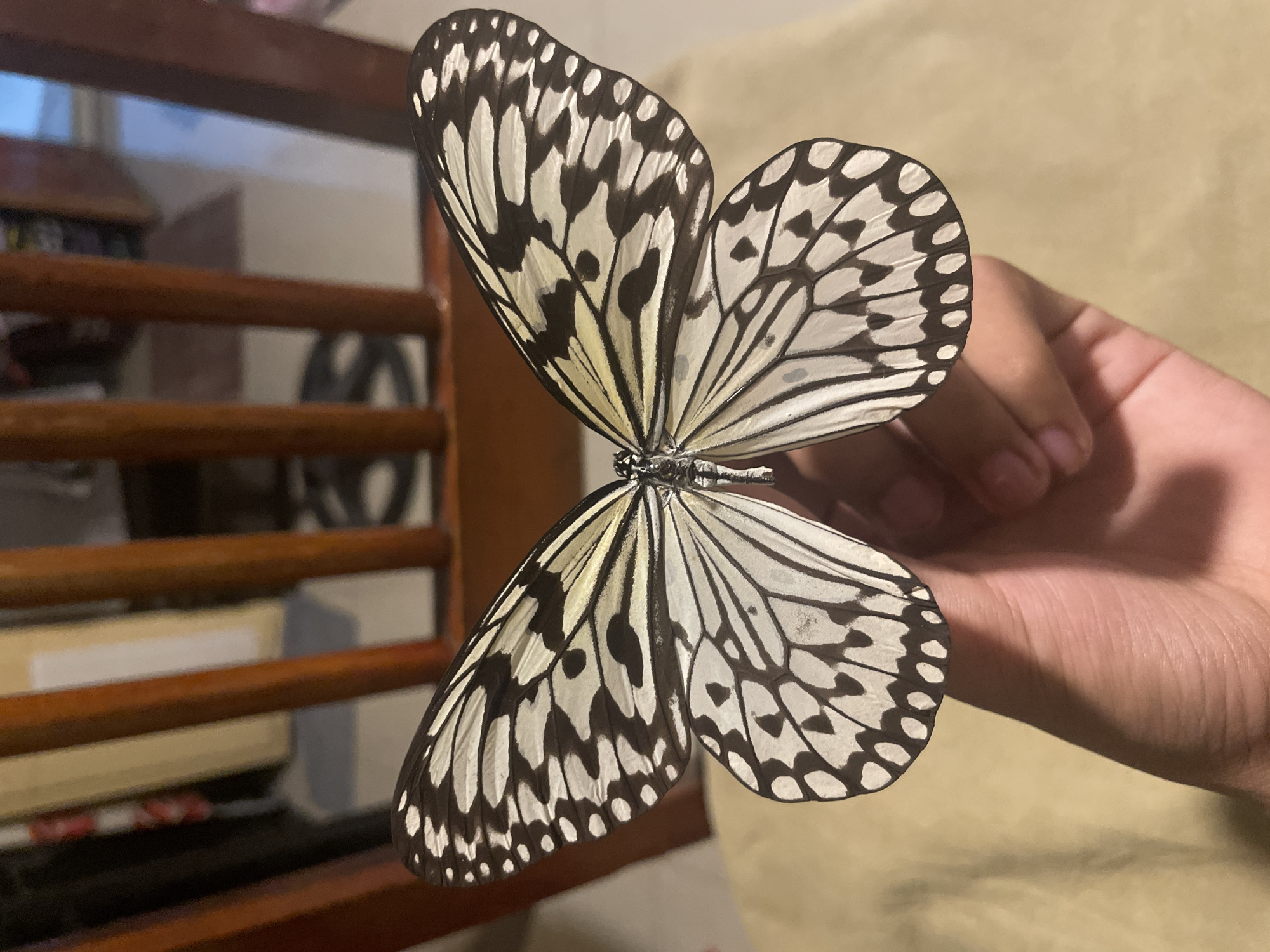 A close-up, eye-level shot shows a person's hand holding a deceased butterfly. The butterfly's wings are spread open, revealing a black and white patterned design. The background is blurred, but appears to be an indoor setting with wooden furniture and possibly bookshelves. The lighting suggests an indoor environment. The image was captured in Davao City, Philippines.