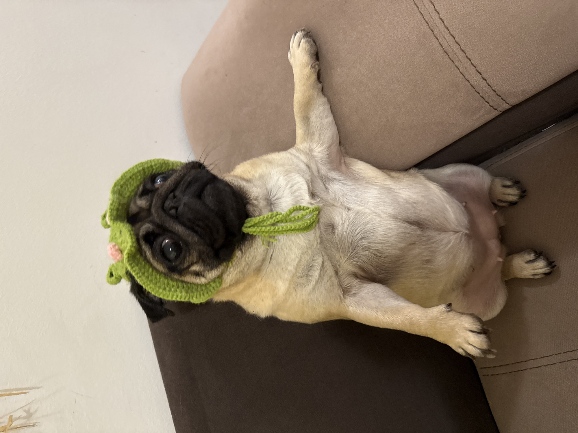 A pug wearing a green crocheted hat with pink embellishments is lying on its back on a brown couch. One of its front paws is raised in the air, while the other front paw and both back paws rest on the couch. The pug is looking at the camera. The couch appears to be in a home environment.