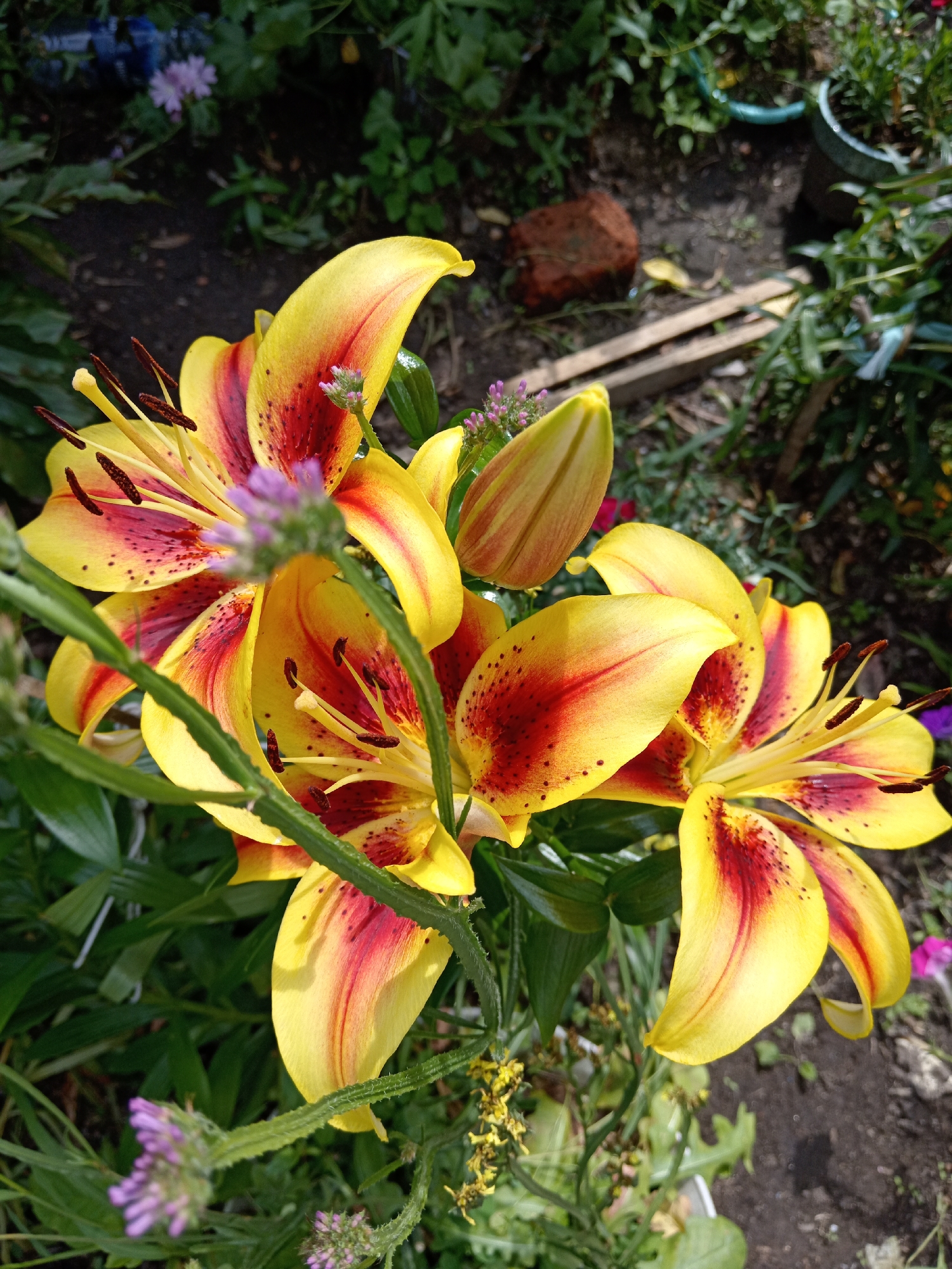 In a garden setting, likely in Belogorsk, Russia, a cluster of vibrant yellow lilies with deep red markings in their petals dominates the foreground. The lilies are in various stages of bloom, with some fully open and others still in bud. Their stamens, tipped with dark brown pollen, are prominent. Green foliage and stems surround the flowers. In the background, the soil is visible, along with a red brick, wooden planks, and various other plants and garden pots, suggesting an outdoor, possibly urban, garden environment. The lighting indicates it is daytime, with sunlight casting shadows and highlighting the textures of the petals and leaves. There are no people or animals visible in the image.