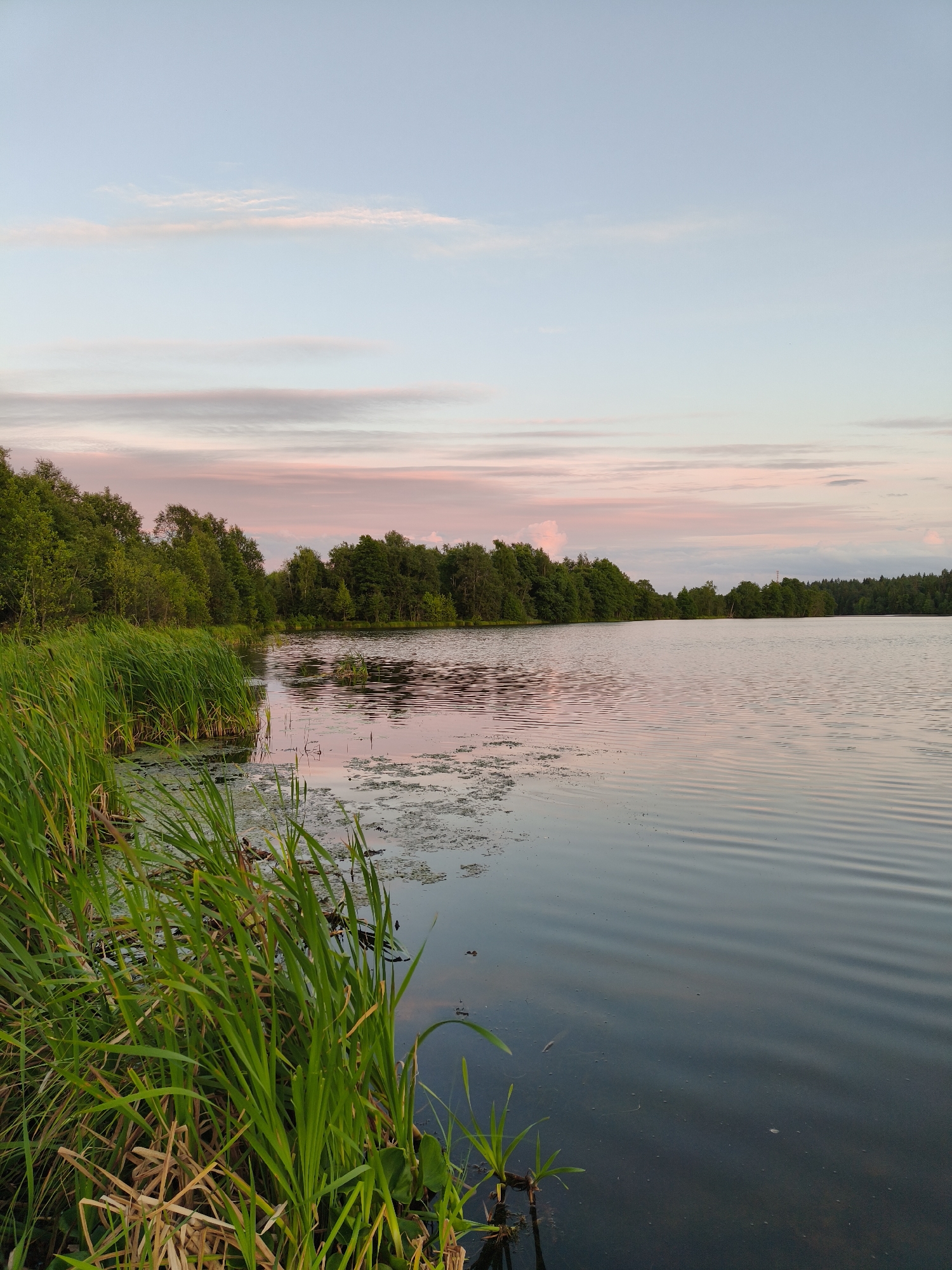 This image depicts a serene lake scene at dusk in Khittolovo, Russia. Tall green reeds line the left bank of the lake, their vibrant green contrasting with the calm, dark water. The water surface is gently rippled, reflecting the soft hues of the sky, which is a blend of pale blue and delicate pink. A dense line of green trees forms a backdrop along the far shore, their silhouettes softened by the fading light. The overall atmosphere is peaceful and natural, characteristic of a rural or semi-rural landscape. There are no people or visible structures in the image.