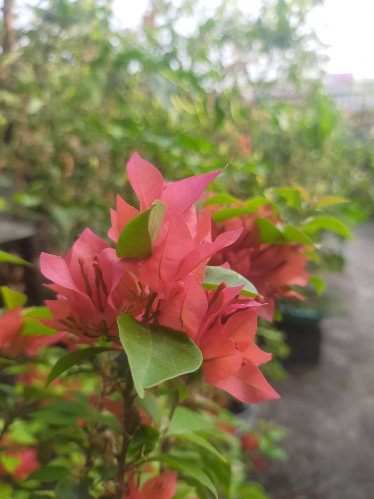 A close-up, shallow depth of field shot shows a cluster of bright pink bougainvillea flowers and green leaves in the foreground. The background is blurred, revealing more greenery and what appears to be a building or fence in the distance. The lighting suggests it is daytime. The scene is likely outdoors in a garden or planted area, possibly a residential setting in Tegalandong, Indonesia, given the commonality of such flora in tropical regions and the provided location. There are no people or animals visible in the frame.