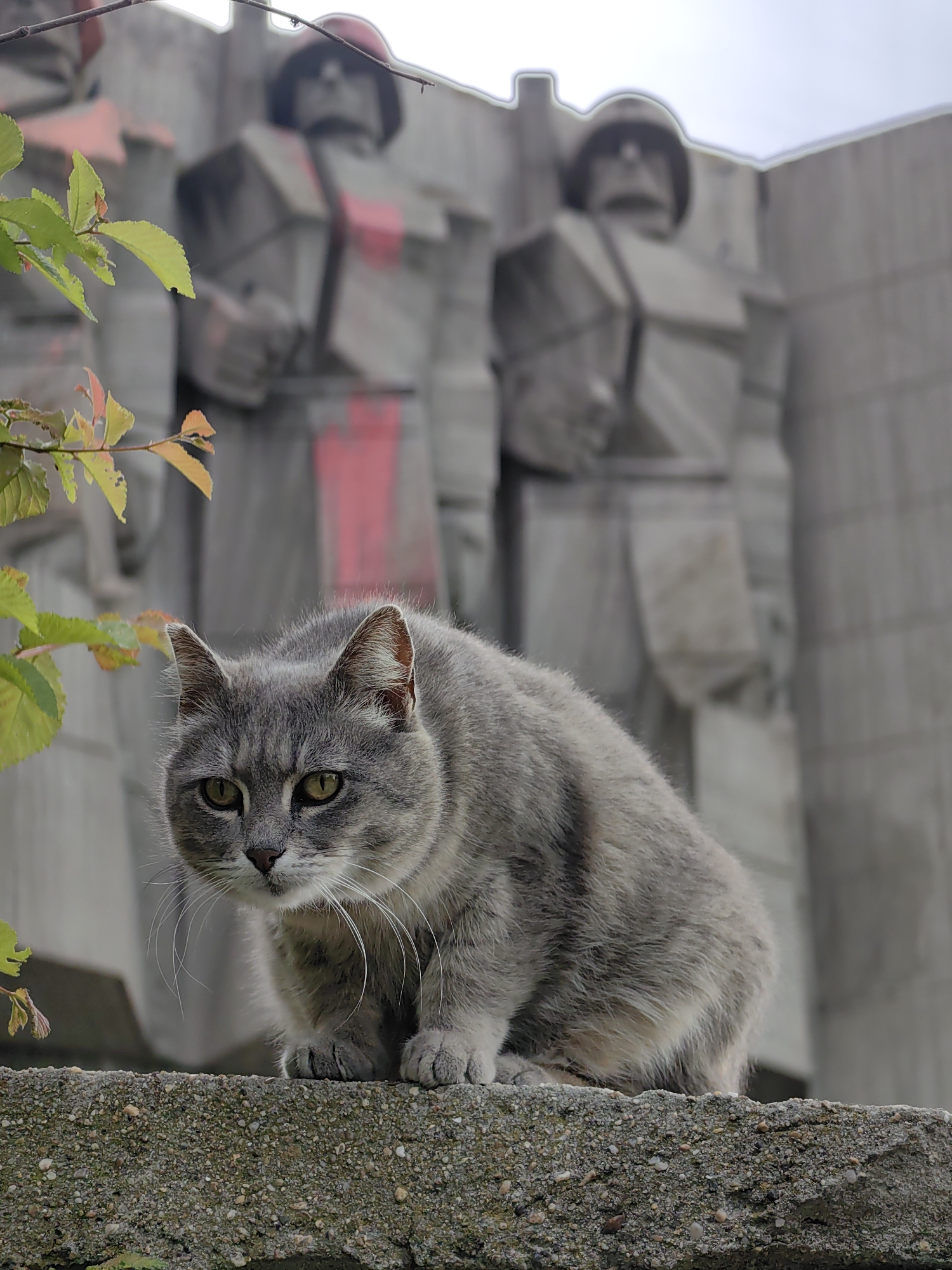A medium-shot depicts a gray tabby cat perched on a concrete ledge, with a monument in the background. The cat has yellow eyes and long white whiskers. The ledge is a rough, speckled concrete.
Behind the cat, a concrete monument features two figures depicted as soldiers wearing helmets with red painted markings. The background is overcast. Leaves are visible on the left of the frame. The image was taken in Varna, Bulgaria.