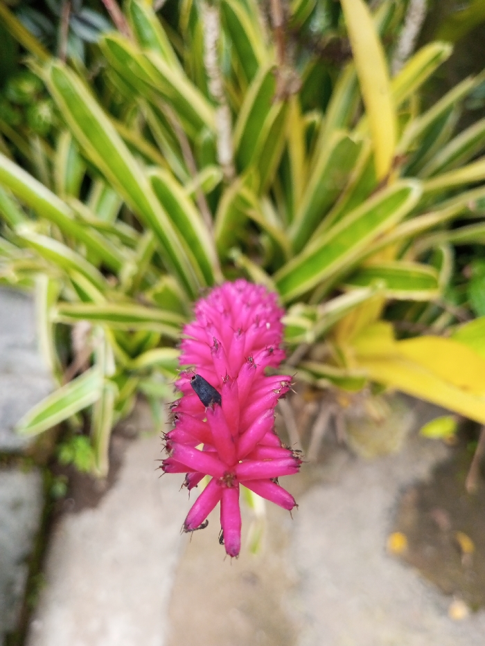 A vibrant pink flower stands as the focal point, its spiky petals reaching outwards. A small, dark insect rests on one of the flower's bracts. The flower is set against a backdrop of lush green foliage with striking yellow stripes. Beneath, a concrete surface is visible, partially obscured by vegetation and the flower's stem, adding depth to the composition.