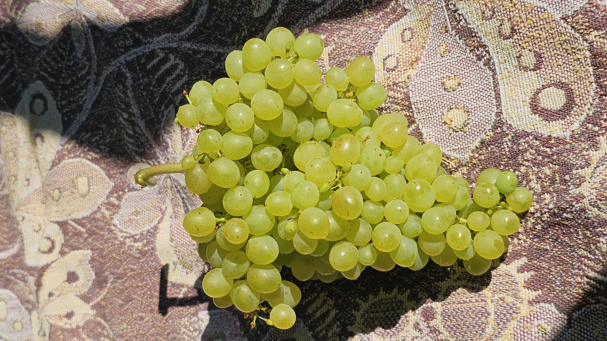 A cluster of green grapes rests on a patterned textile, casting a shadow to the left. The textile has a woven texture with a design featuring circular and floral motifs in shades of brown, beige, and off-white. The grapes are plump and appear to be ripe, with some reflecting the sunlight. The scene is brightly lit, suggesting an outdoor setting or a well-lit interior. No people are present in the image. The location of Romanovka, Russia is not visually depicted or inferable from the image content.