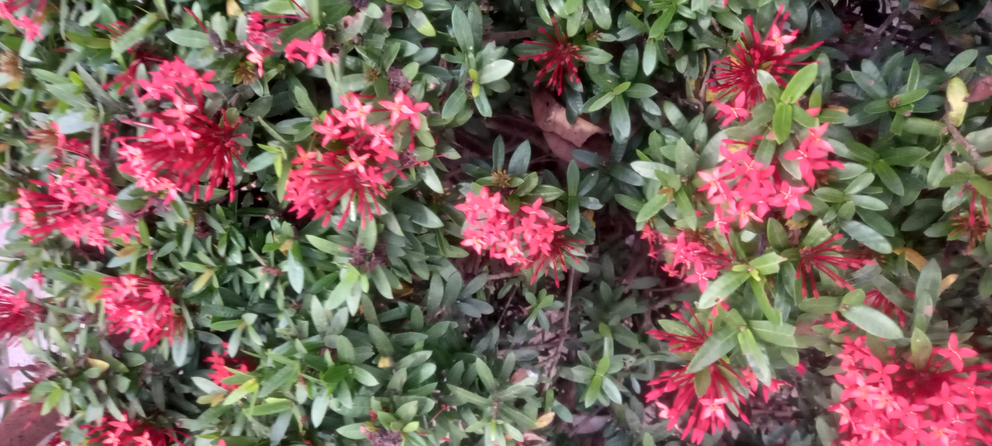 In Sidamulya, Indonesia, a close-up shot captures a dense cluster of flowering ixora plants. The flowers are a vibrant red, with many small, star-shaped petals forming intricate clusters. They are surrounded by numerous dark green, lance-shaped leaves, some of which show slight wilting or browning. The background is a blur of more foliage and darker shadows, suggesting the plants are growing in an outdoor, perhaps garden or roadside, environment. There are no people or animals visible in the image.