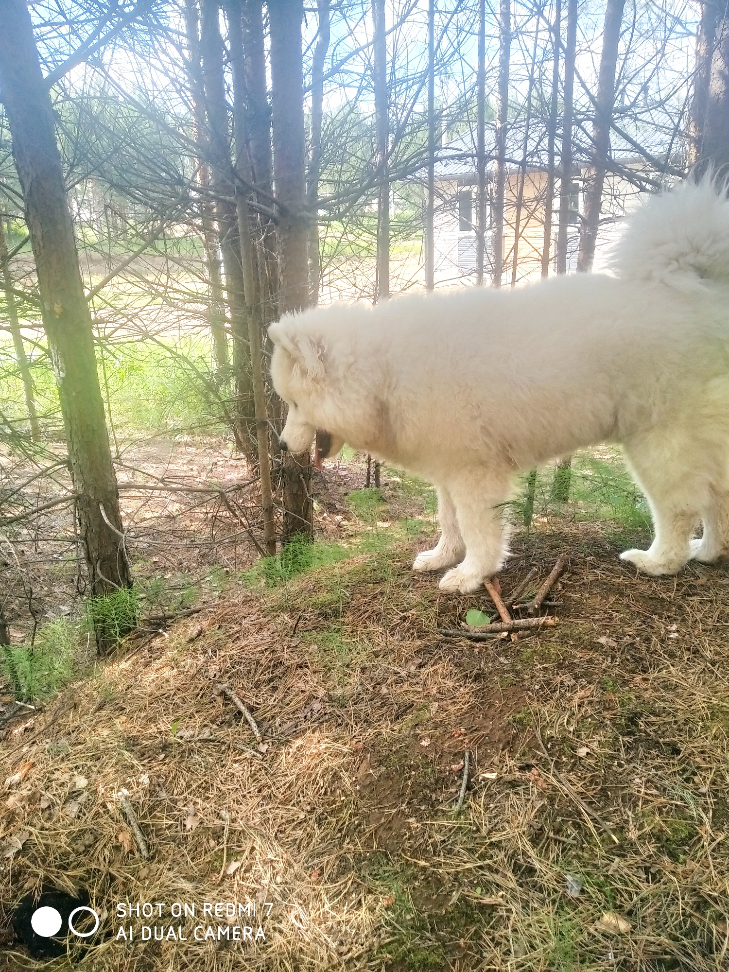 The image shows a medium-sized, white Samoyed dog standing on a slightly elevated area covered with pine needles, twigs, and some green moss. The location appears to be a forest or wooded area with slender trees, some greenery, and what looks like a building or structure visible through the trees in the background. The image was taken in Chaikovsky, Russia. The dog is looking down and appears to be sniffing something on the ground.