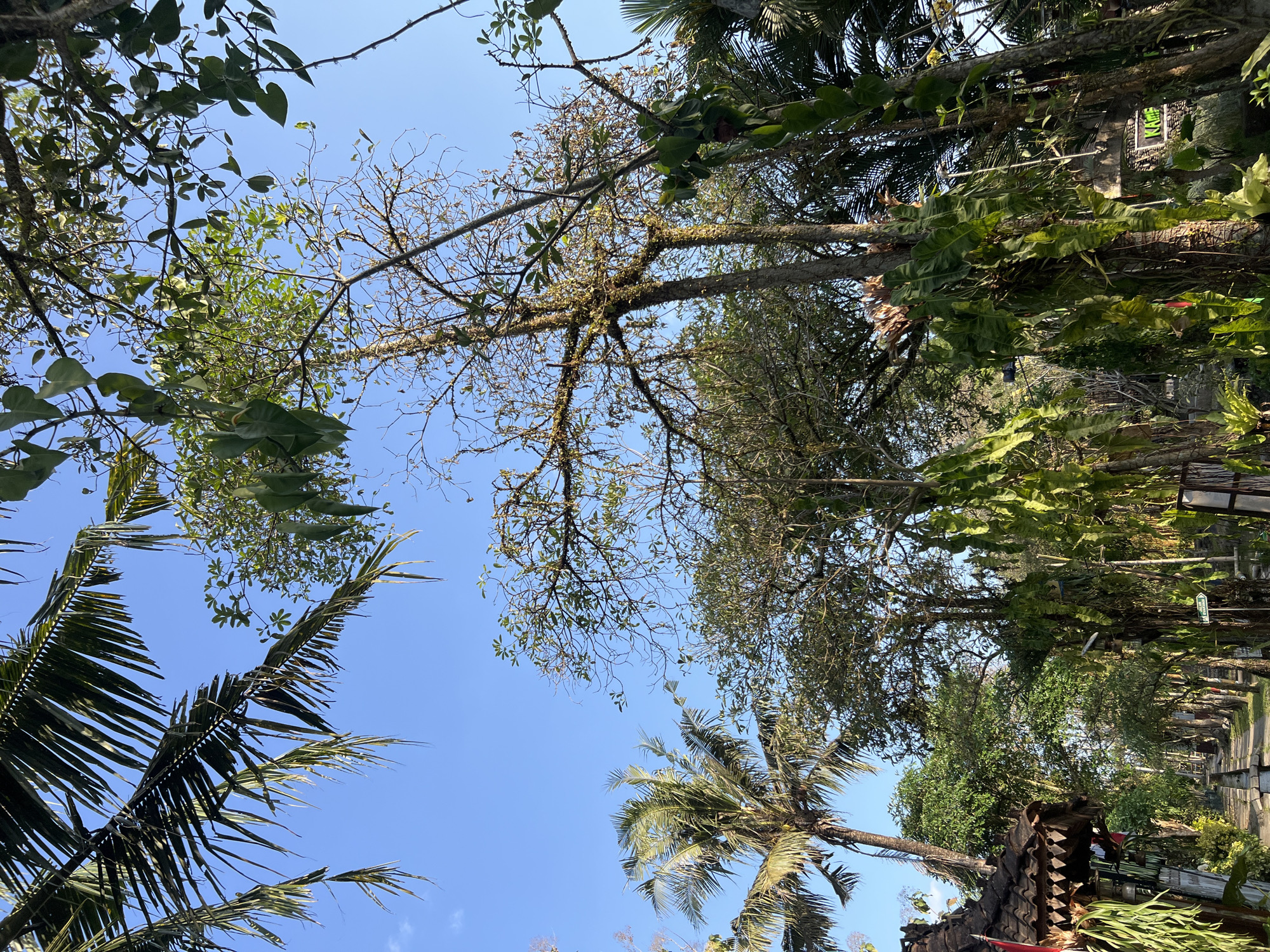This is a medium-angle, eye-level shot of a lush, tropical pathway in Tlogoadi, Indonesia. The path is lined with dense vegetation, including palm trees, ferns, and other large-leafed plants. The path itself appears to be made of gravel or packed dirt, with some stone or concrete elements. On the left side of the path, there is a structure with a traditional Indonesian-style thatched roof and intricate wooden carvings. The sky above is a clear, bright blue. The overall impression is one of a serene, natural environment with a touch of traditional architecture.