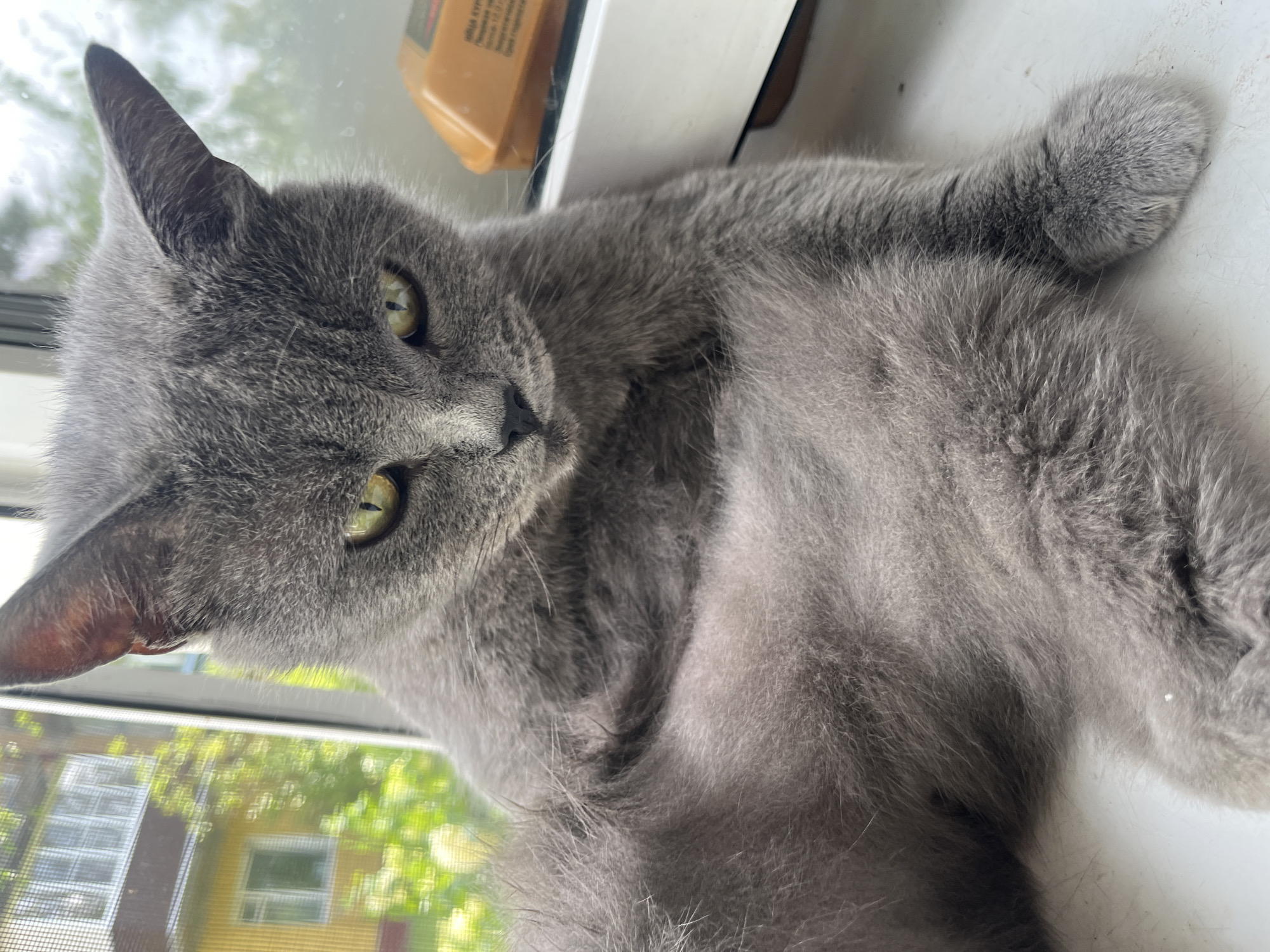 A medium shot captures a grey cat with yellow eyes sitting on a windowsill. The cat is facing the camera, with its head tilted slightly. Its fur is fluffy and appears soft. Behind the cat, a blurred background shows a building with yellow walls and green trees. To the right of the cat, an orange object with some text is visible on the windowsill. The scene appears to be in a residential area, possibly an apartment in the city of Belyye Berega, Russia, given the architectural style of the building in the background. The lighting suggests it is daytime.