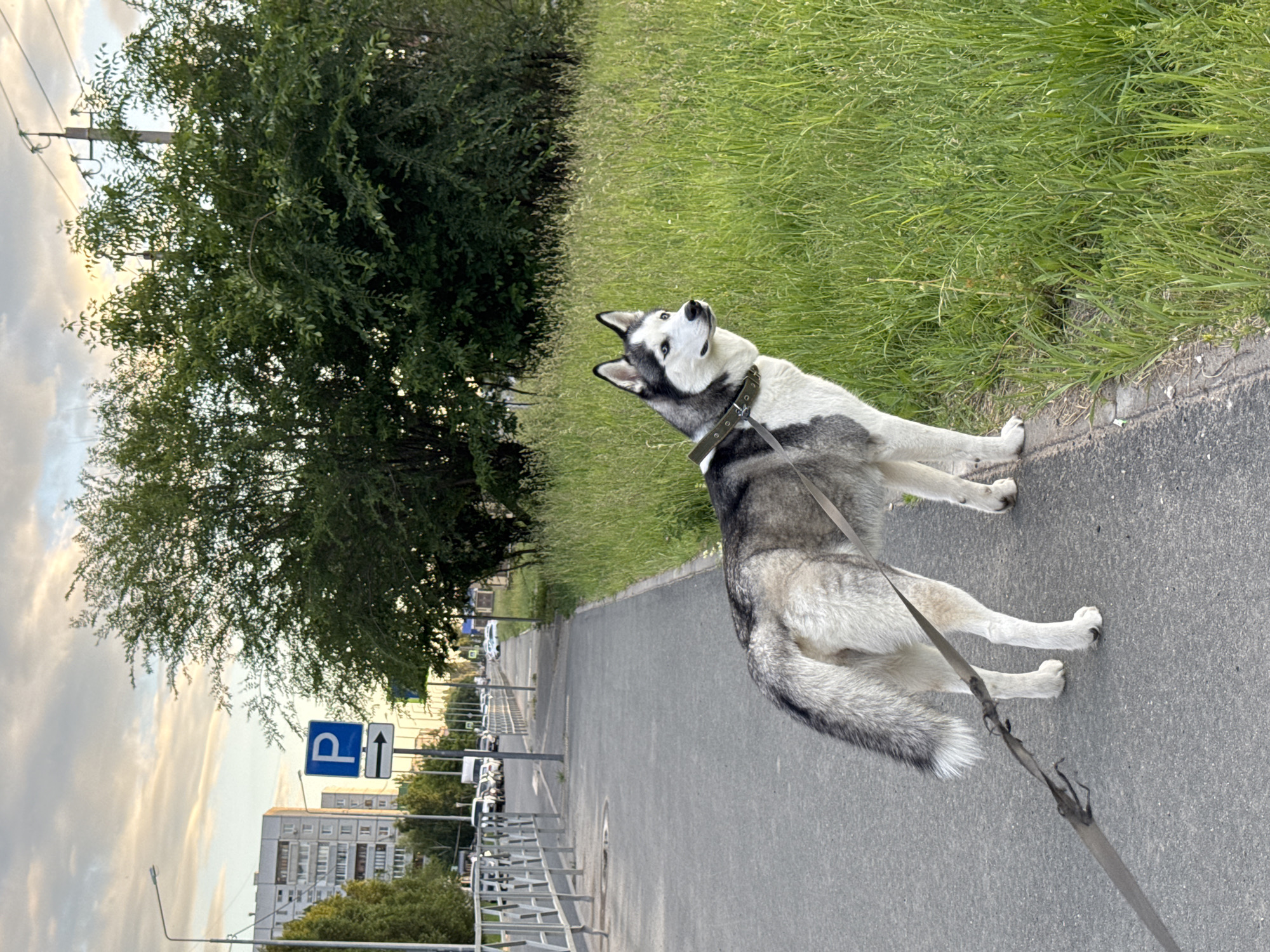 A Siberian Husky dog on a leash stands on a sidewalk next to a grassy area. The dog has black and white fur, blue eyes, and is wearing a dark collar and a harness. The leash is grey and appears to be fraying. In the background, there is a street with parked cars and traffic signs, including a blue parking sign with a white 'P' and an arrow pointing to the right. Trees and buildings are visible further in the distance. The sky is cloudy with hints of sunset colors. The scene appears to be in an urban environment during daytime.