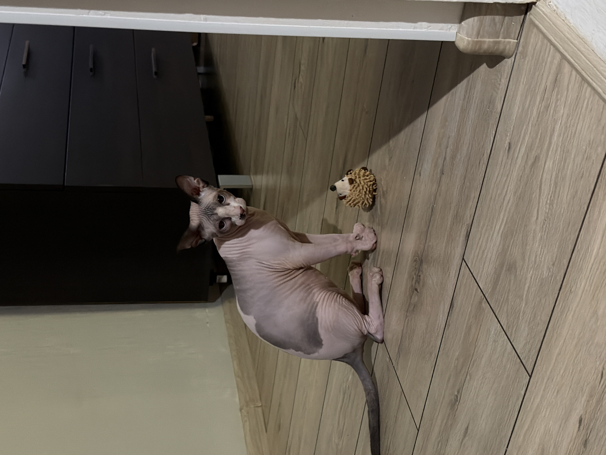 A tan hairless cat lies on its side on a light brown laminate floor next to a stuffed hedgehog toy. The cat is looking up and to the left. Behind the cat are dark gray cabinets and a light-colored wall. The scene is indoors.