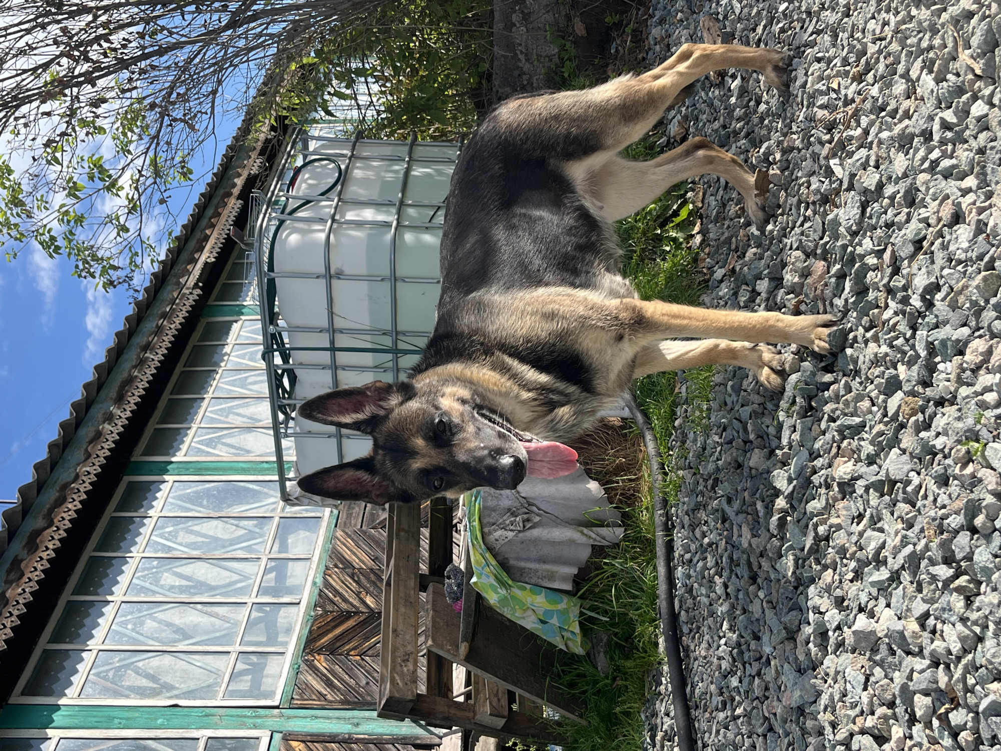 A German Shepherd dog stands on a gravelly surface in front of a weathered wooden building with large windows. Behind the dog, a large white plastic tank is visible, supported by a metal frame. The building appears to be a rustic structure, possibly a shed or a workshop, with peeling green paint and decorative trim along the roofline. The dog is looking towards the camera, with its tongue hanging out. The sky is blue with some clouds. The overall setting suggests a rural or semi-rural environment, potentially on the outskirts of Nizhny Tagil, Russia, given the architectural style and the presence of a water tank which might be used for agricultural or domestic purposes in such locations.