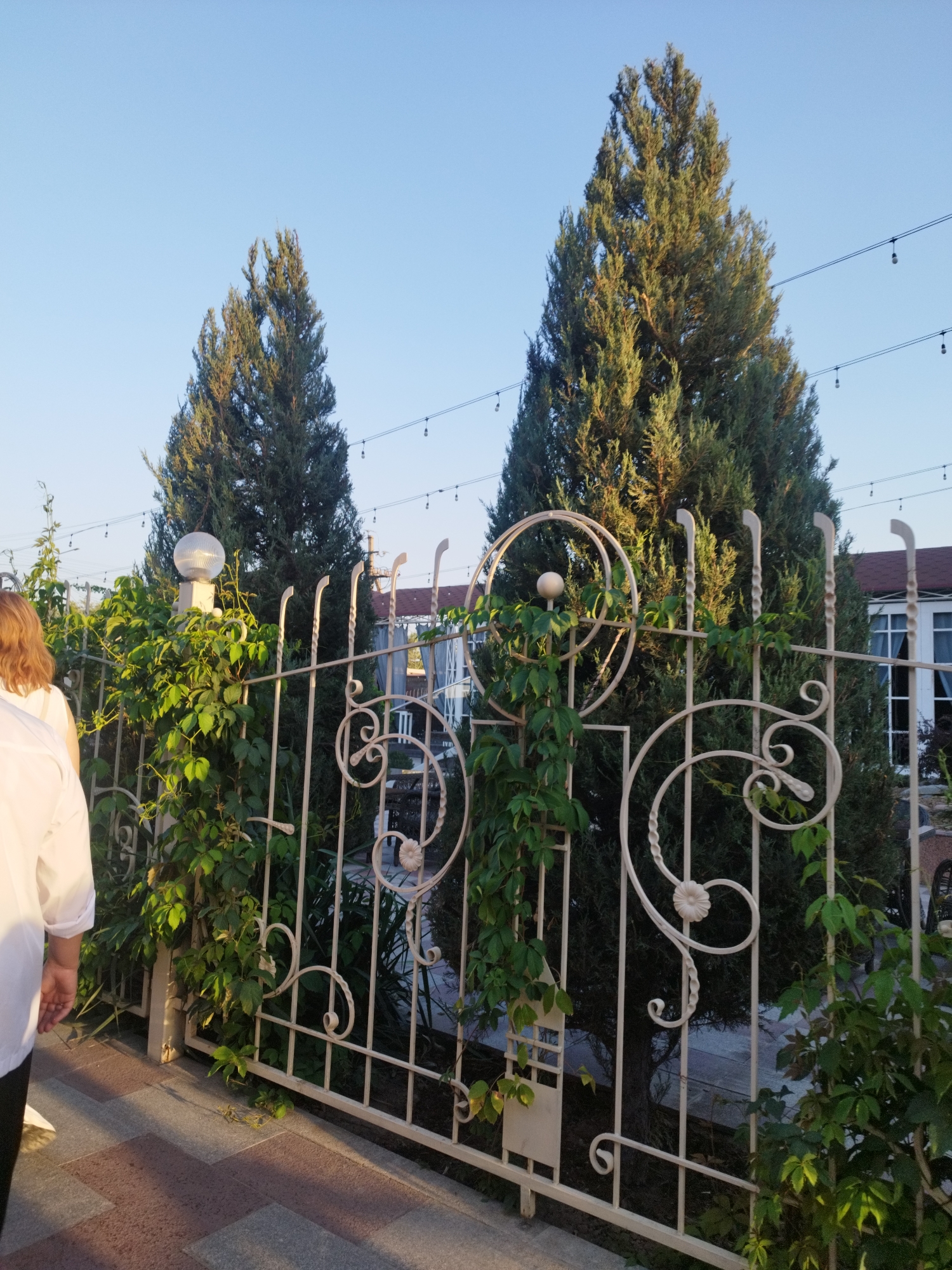 The image depicts a tall, slender cypress tree standing behind a decorative white metal fence. The fence is ornate, with circular designs and twisted vertical bars. Green vines are growing on and around the fence. In the foreground, a person wearing a white shirt is walking away from the camera, on a walkway paved with rectangular tiles in shades of brown and gray. Behind the fence and tree, a building with white-framed windows and a reddish roof is visible. String lights are suspended across the sky above the scene, suggesting an outdoor dining or event area. The sky is clear and blue, indicating fair weather. The overall setting appears to be a well-maintained outdoor space, likely a restaurant or public area, possibly in Shymkent, Kazakhstan, given the context.