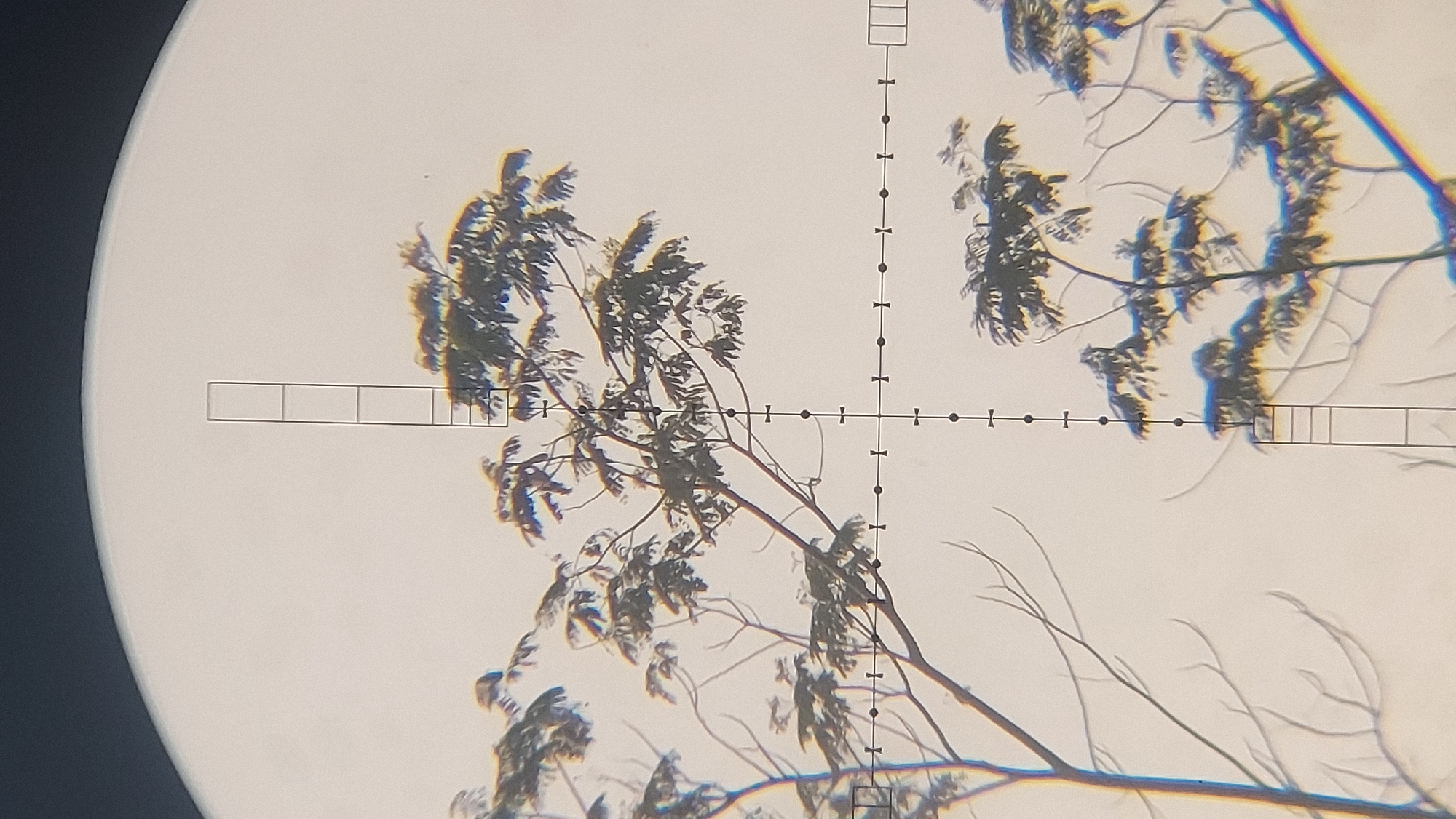 The image is a close-up view through a rifle scope, showing a tree with dark green foliage against a pale, hazy sky. The scope's reticle, a crosshair with vertical and horizontal markers, is visible in the foreground, superimposed over the scene. The reticle has a vertical line marked with several increments and a shorter horizontal line. The tree branches are silhouetted and appear somewhat thin. There's a slight rainbow-like aberration visible on the right side of the image, possibly due to lens distortion. The overall impression is of a distant object viewed with magnification, with a focus on the aiming reticle. The image does not provide any information about the city of Restu Baru, Indonesia.