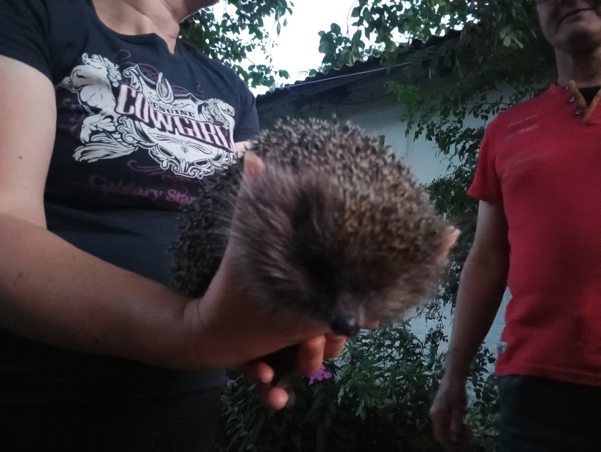 In an outdoor setting, likely in Sahaidachne, Ukraine, a person wearing a dark t-shirt with a "Genuine Cowgirl" graphic is holding a hedgehog. The hedgehog is curled into a ball. To the right, another person is visible wearing a red polo shirt. Green foliage and a building with a corrugated roof are in the background. The lighting suggests it is either early morning or late evening.