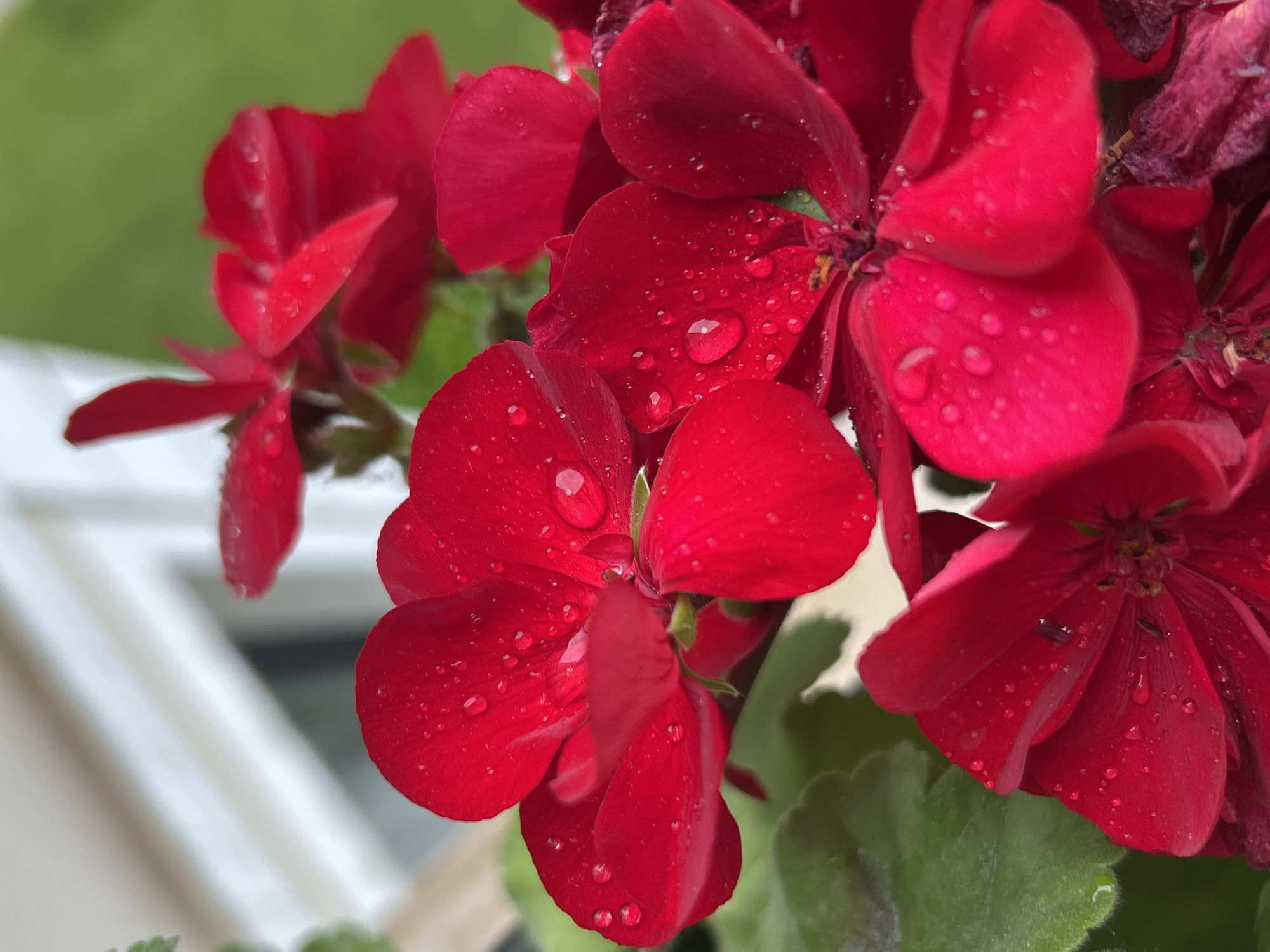 The image shows a close-up of red geranium flowers with water droplets on the petals. The flowers are in focus, with green leaves visible in the background. A white window frame is partially visible on the left side of the image. The location in the city of Plovdiv, Bulgaria is not visually discernible.