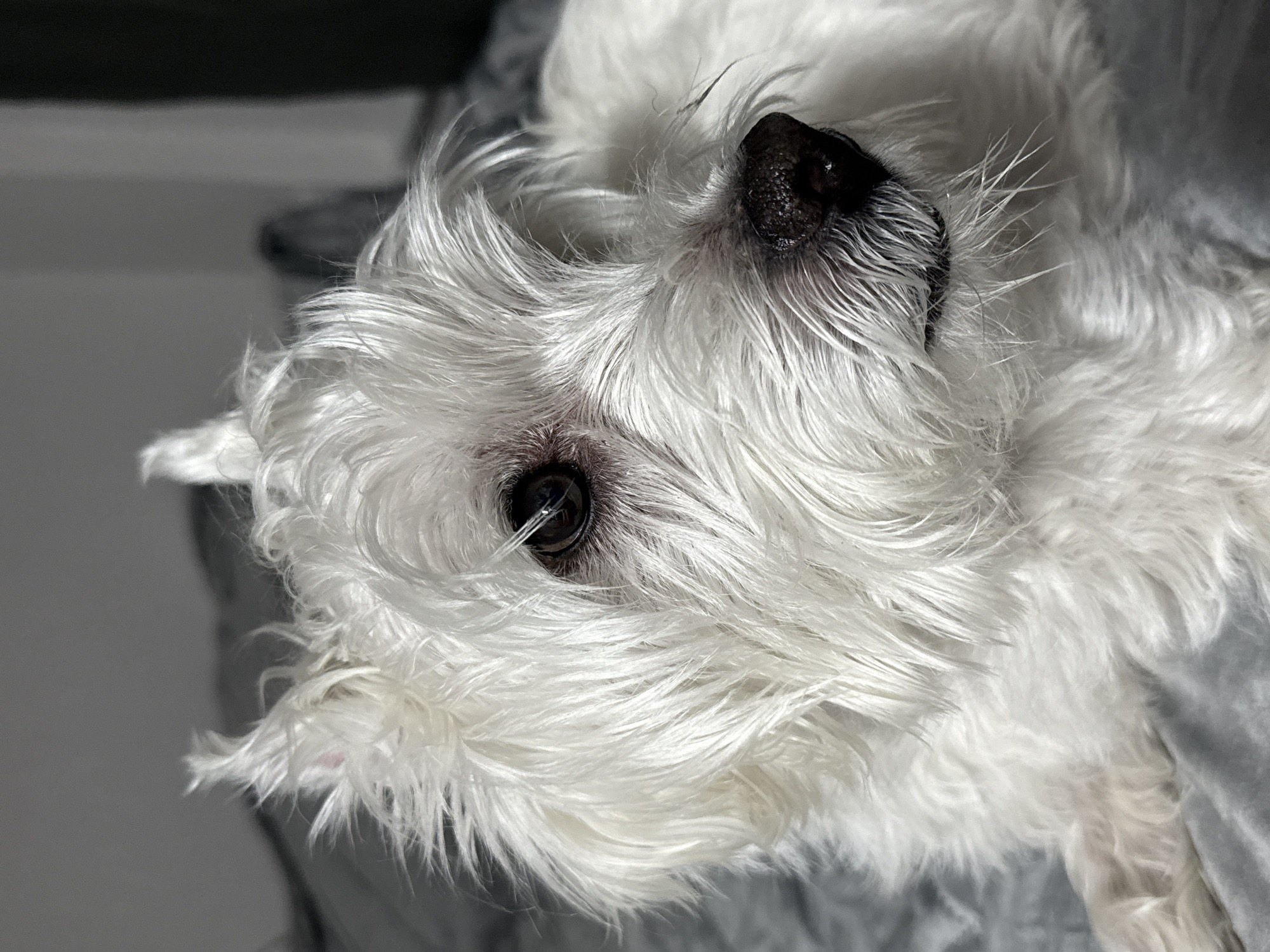 The image presents a close-up, eye-level portrait of a small, white, shaggy-haired dog, consistent with a Terrier type breed. The dog is positioned on a soft, light gray fabric surface, possibly a blanket or bed. Its head is turned slightly to the viewer's right, with its dark, wet-looking nose and parts of its snout visible in the lower right foreground. The dog's dark brown eyes are partially obscured by the long, dense white fur covering its face. The fur appears coarse and bristly, with individual strands visible, especially around the eyes and muzzle. A hint of pink skin is perceptible through the fur on the inner side of one ear. The background is softly blurred into indistinct shades of gray, suggesting an indoor environment. Soft illumination highlights the texture of the dog's fur. The scene is located in the city of Vniissok, Russia.