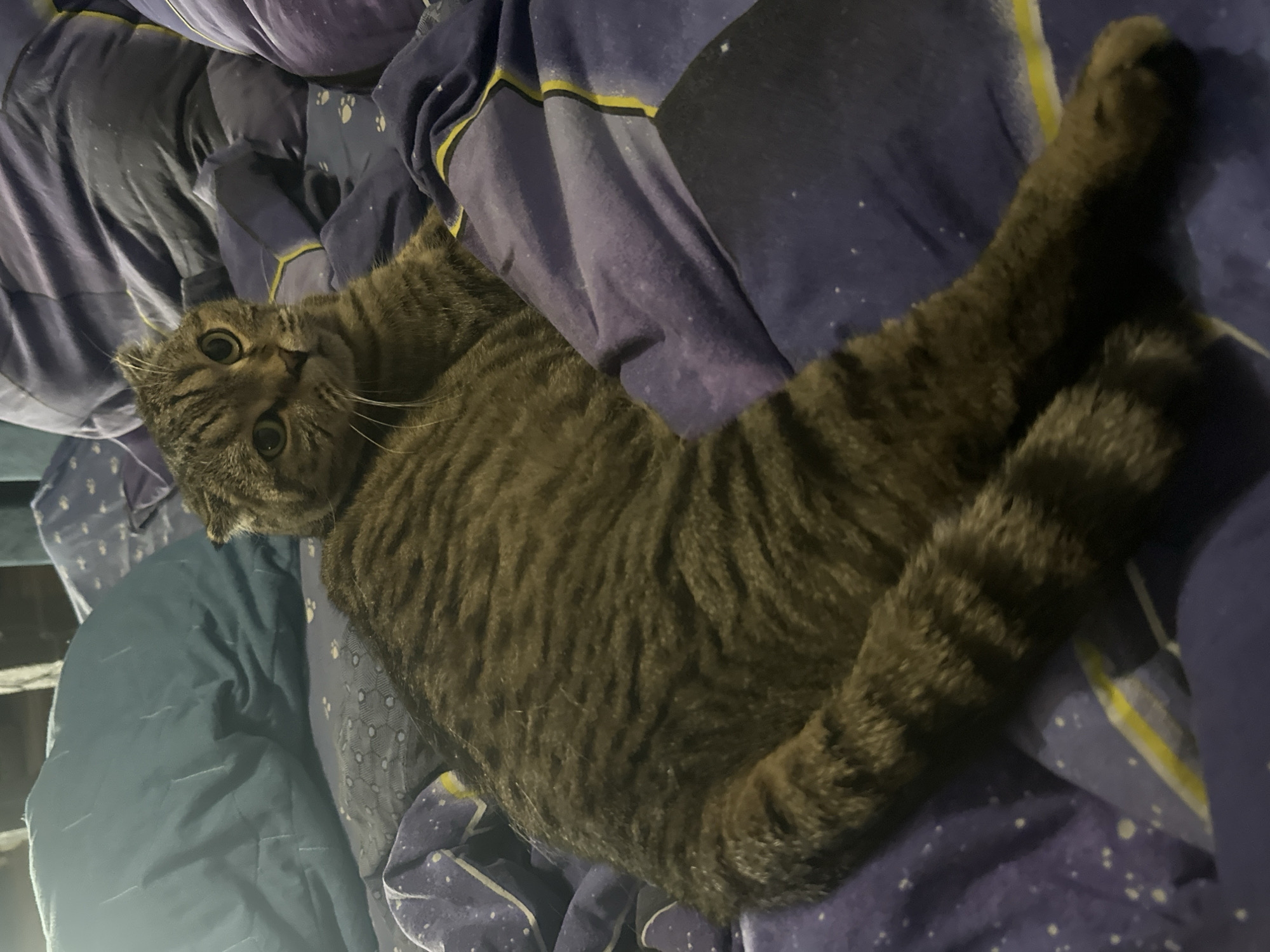 A Scottish Fold cat with tabby markings is lying on a bed with purple bedding that has a star or galaxy pattern. The cat is facing the camera with its eyes wide open. The bedding is slightly rumpled, suggesting it might be a comfortable place for the cat to rest. The background is out of focus but appears to be a dimly lit room with some pillows. No specific location in the city of Virki, Russia, can be determined from the image.