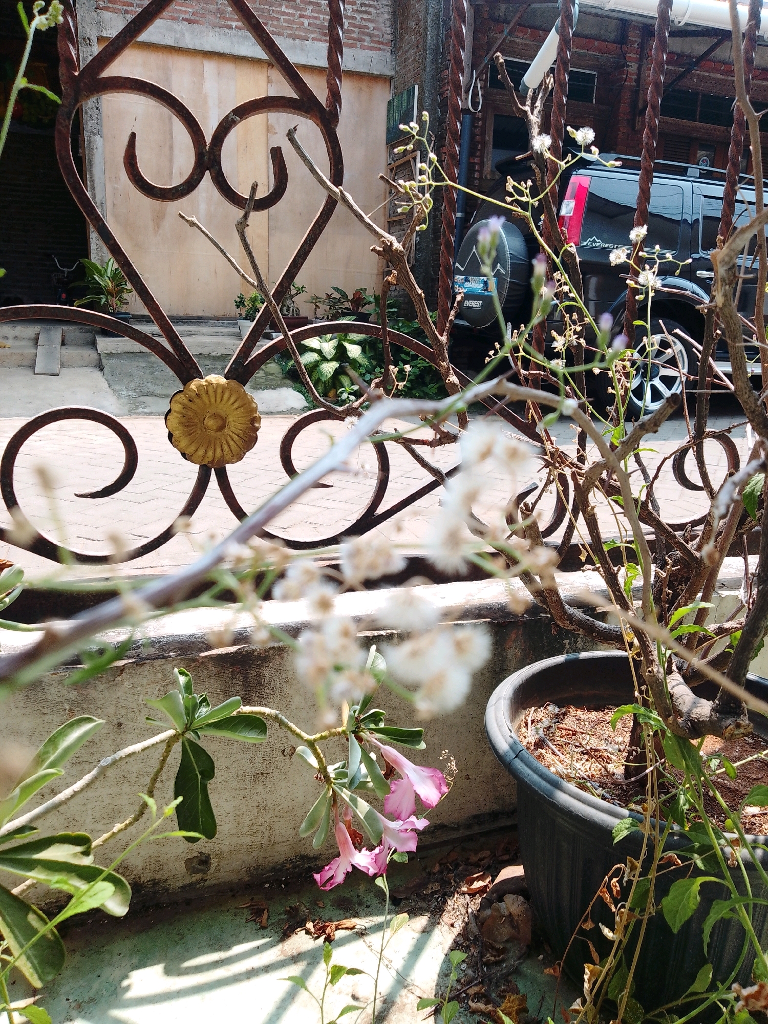 The image depicts an outdoor scene in Cikal, Indonesia. In the foreground, a potted plant with thin branches and small white flowers is visible. To the left of this plant, another plant with broader green leaves and delicate pink flowers is growing. A black plastic planter is situated to the right. In the mid-ground, a rusty metal fence with decorative scrolls and a circular floral motif separates the foreground from the background. Behind the fence, a dark-colored SUV is parked. The background consists of a brick building with a concrete facade and a tiled roof, indicating a residential or commercial area. The overall impression is a tranquil, sunlit environment with a mix of natural and man-made elements.