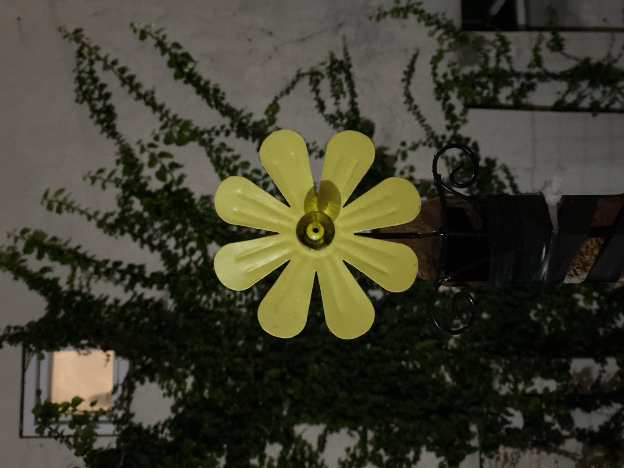 The image shows a yellow, metal flower decoration attached to a metal railing. The backdrop is a white wall covered in climbing ivy. A window with light shining from inside is visible in the lower left corner. The image appears to be taken at night or in low light. This image appears to be taken in an urban environment based on the building and window. Assuming the location is Budva, Montenegro based on the prompt, the image could have been taken anywhere in the city where such a wall covering and decoration is found.