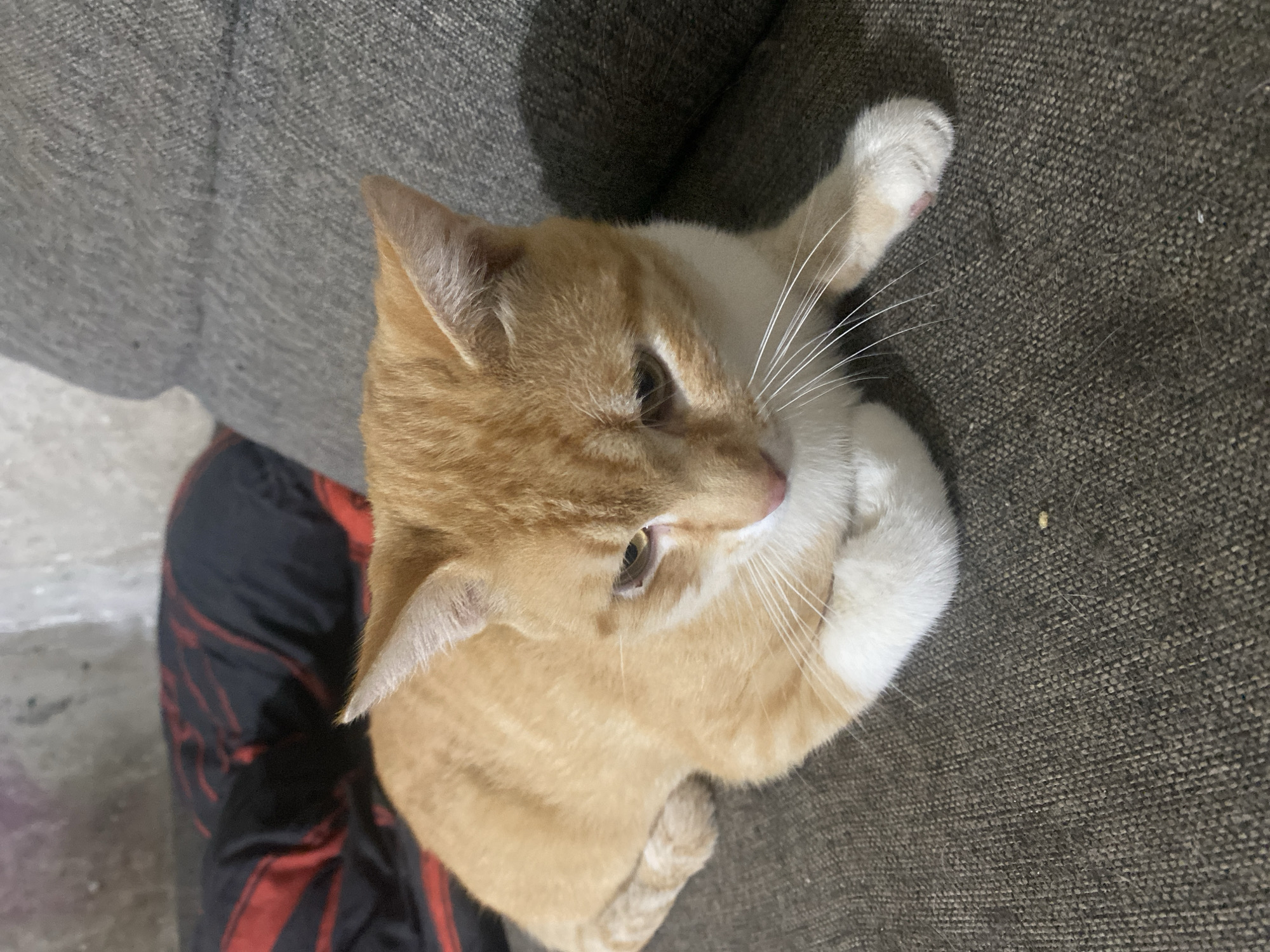 An orange and white cat is lying on a gray fabric couch. The cat is facing to the right and looking down. The background includes a dark blanket with red accents and a textured wall. The scene appears to be indoors, likely in a residential setting. There is no information to suggest this image is located in Samara, Russia.