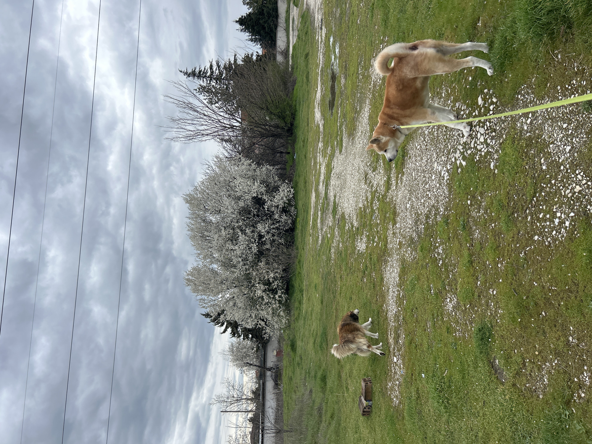 The image shows a park-like area in Plovdiv, Bulgaria under a cloudy sky. In the foreground, two dogs are present. One dog, tan and white with a curled tail, is on a yellow leash. The other dog, light brown and white, is in the lower part of the frame. The ground cover is a mix of green grass and white gravel. In the background, there is a fence, trees, and overhead power lines.