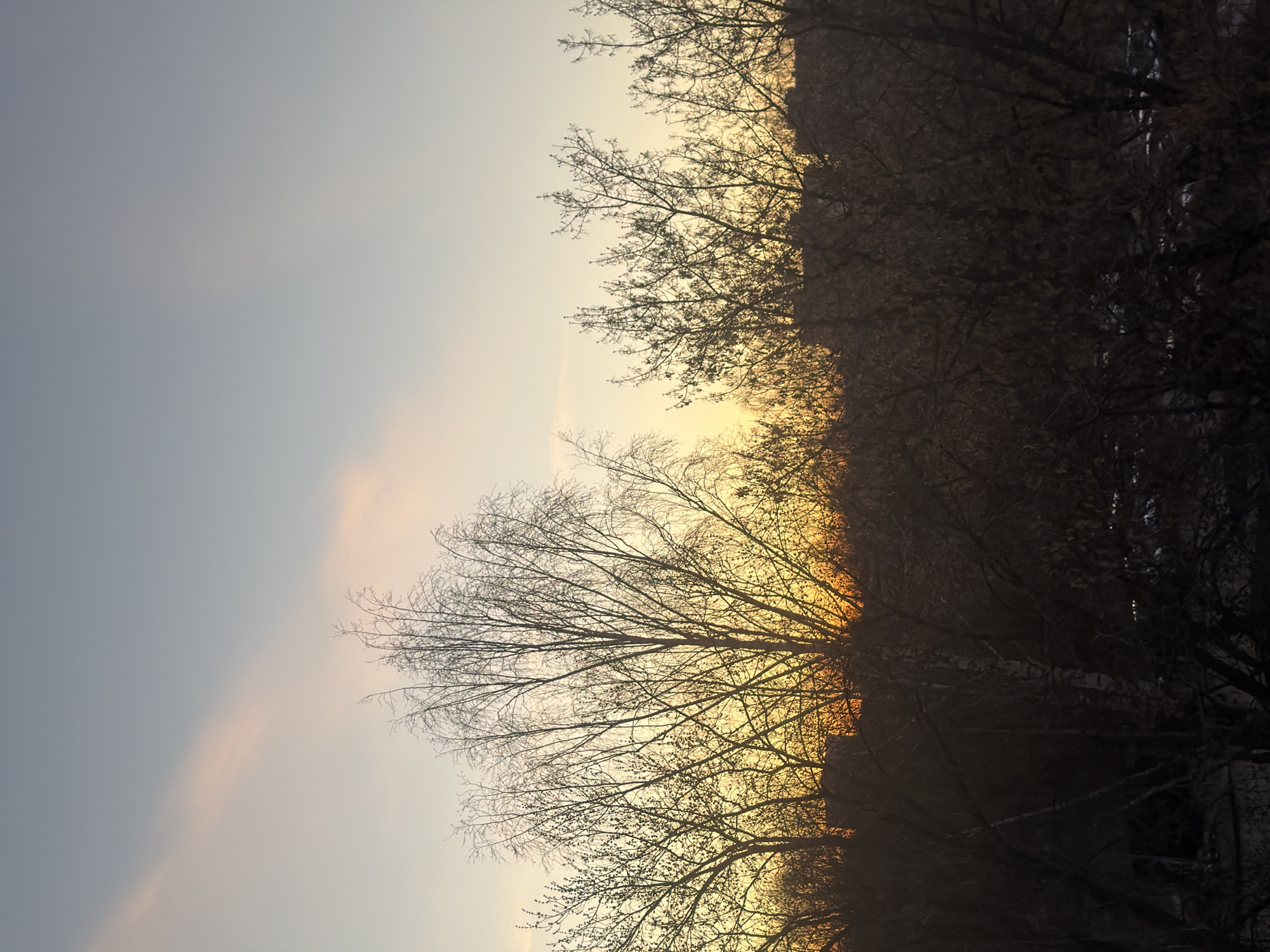 The image shows a view of trees silhouetted against a bright sky at sunset. The location is possibly Naberezhnye Chelny, Russia, although this cannot be definitively determined from the image. The trees are mostly bare branches, with some denser areas of foliage. The sky is pale in color, transitioning from a light blue-grey to a yellow-orange at the horizon. The lower part of the frame is dominated by the dark mass of the trees and branches, creating a stark contrast with the illuminated sky. There are no visible people or other objects.