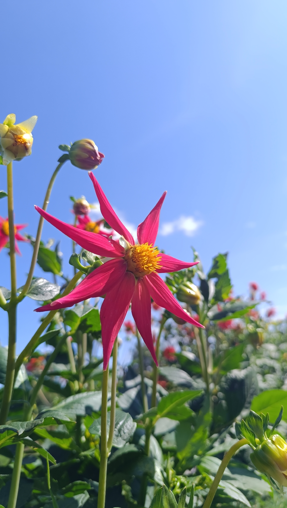 An extreme low-angle, close-up shot features a single, vibrant pink Dahlia with pointed petals and a yellow center, blooming against a clear, bright blue sky. Several other Dahlia buds and flowers, some pink and some yellow, are visible in the background, along with lush green foliage. The sun is shining brightly, creating highlights on the petals and leaves, and a few wispy clouds are scattered across the sky. The image appears to be taken outdoors in a garden setting. There are no people or animals present in the scene. The location is not specified to be in Karsha, Russia.