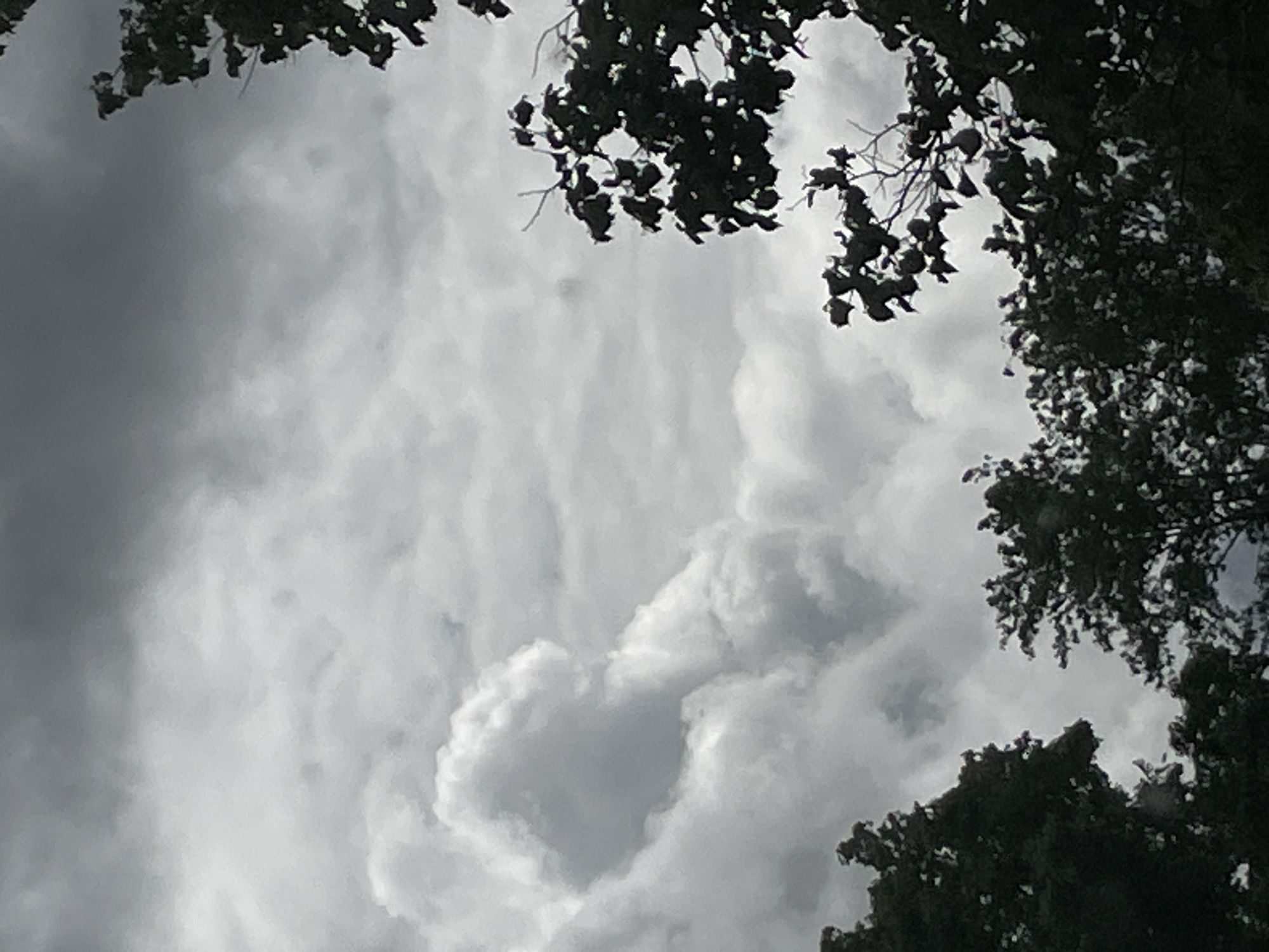 The image depicts a view looking upward, framed by the silhouettes of tree branches and foliage in the foreground. The sky is predominantly filled with grey, overcast clouds. In the lower-center of the frame, a cloud formation vaguely resembles the shape of a heart. The location is Unknown, Unknown.
